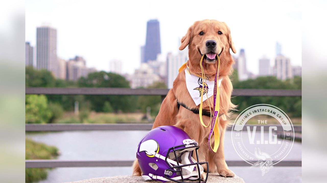 puppy vikings jersey