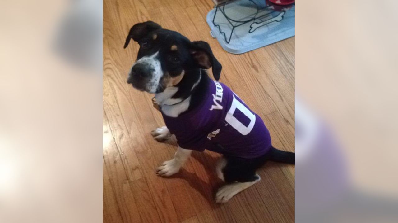 Vikings fans show off their pooches in purple