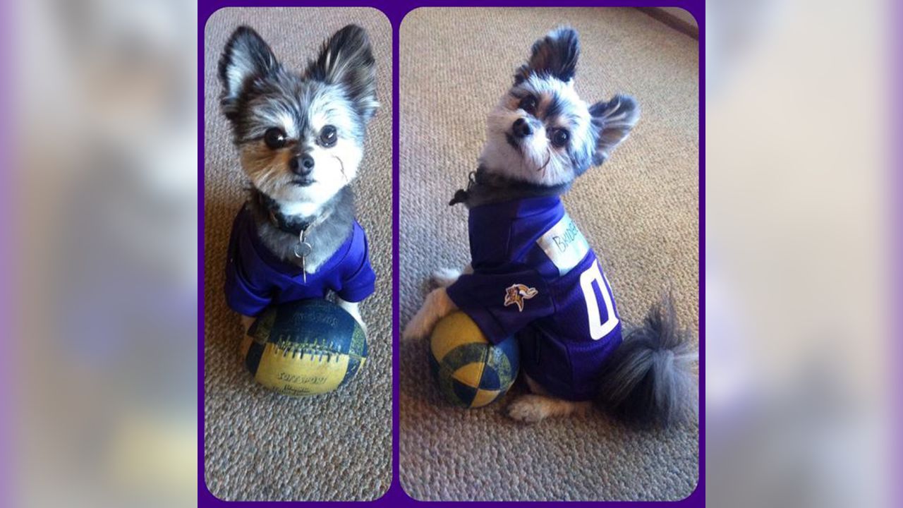 Photos: Vikings Fans Embrace National Dress Up Your Pet Day