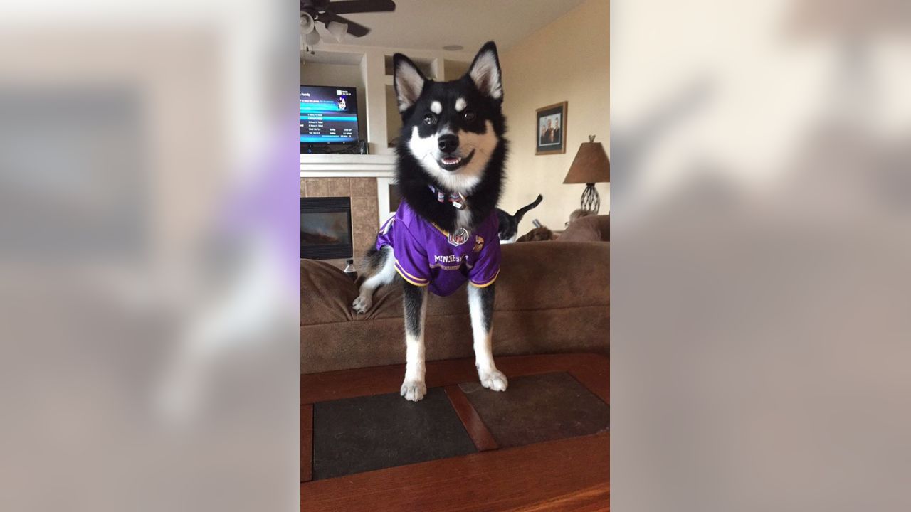 Vikings Fans Show Off #PurplePups on #NationalDogDay