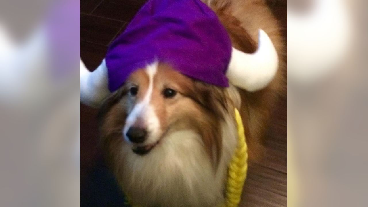 Vikings Fans Show Off #PurplePups on #NationalDogDay