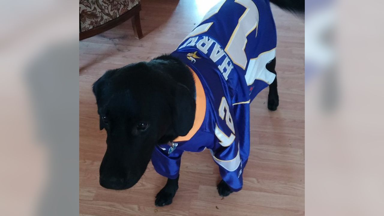 Vikings Fans Show Off #PurplePups on #NationalDogDay