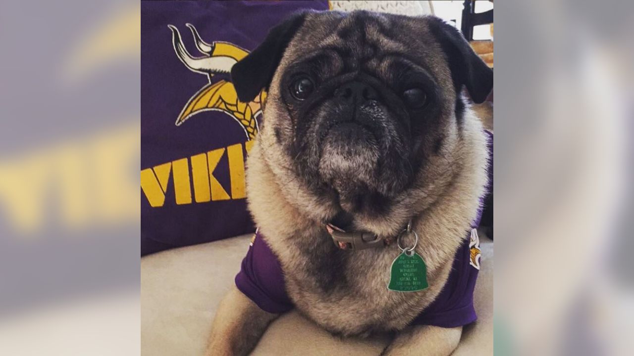 Vikings Fans Show Off #PurplePups on #NationalDogDay