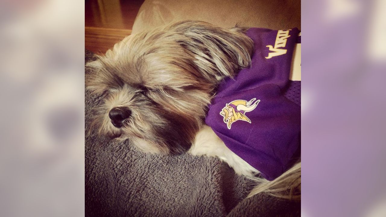 Vikings Fans Show Off #PurplePups on #NationalDogDay