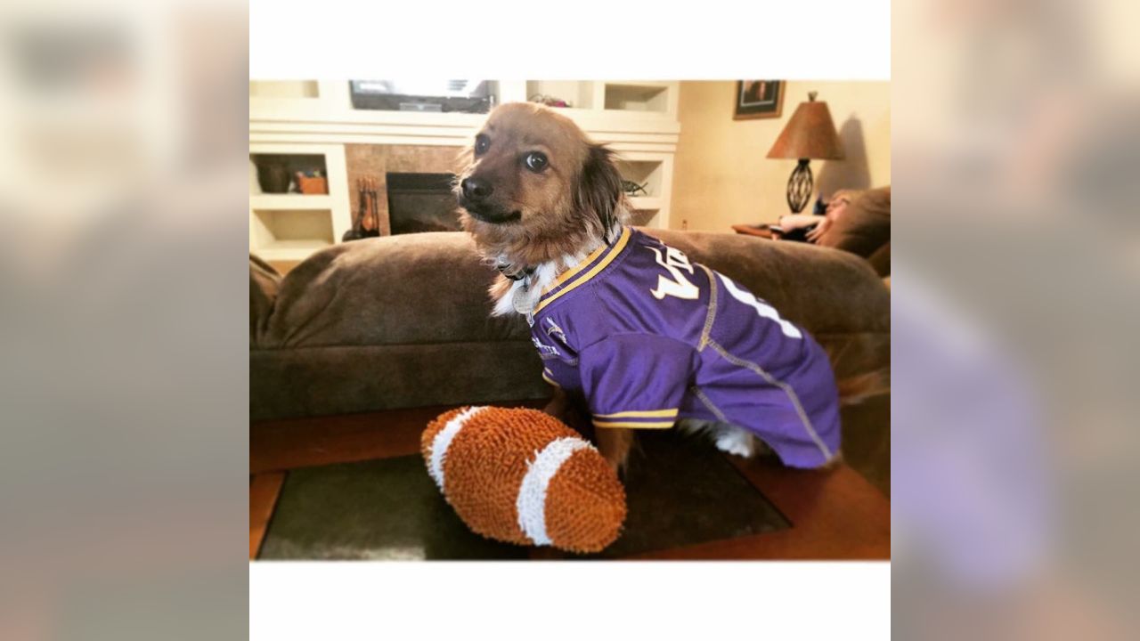 Vikings Fans Show Off #PurplePups on #NationalDogDay