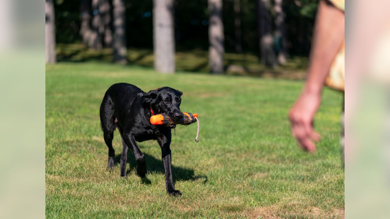 Little Earth Minnesota Vikings Tie On Dog Ban