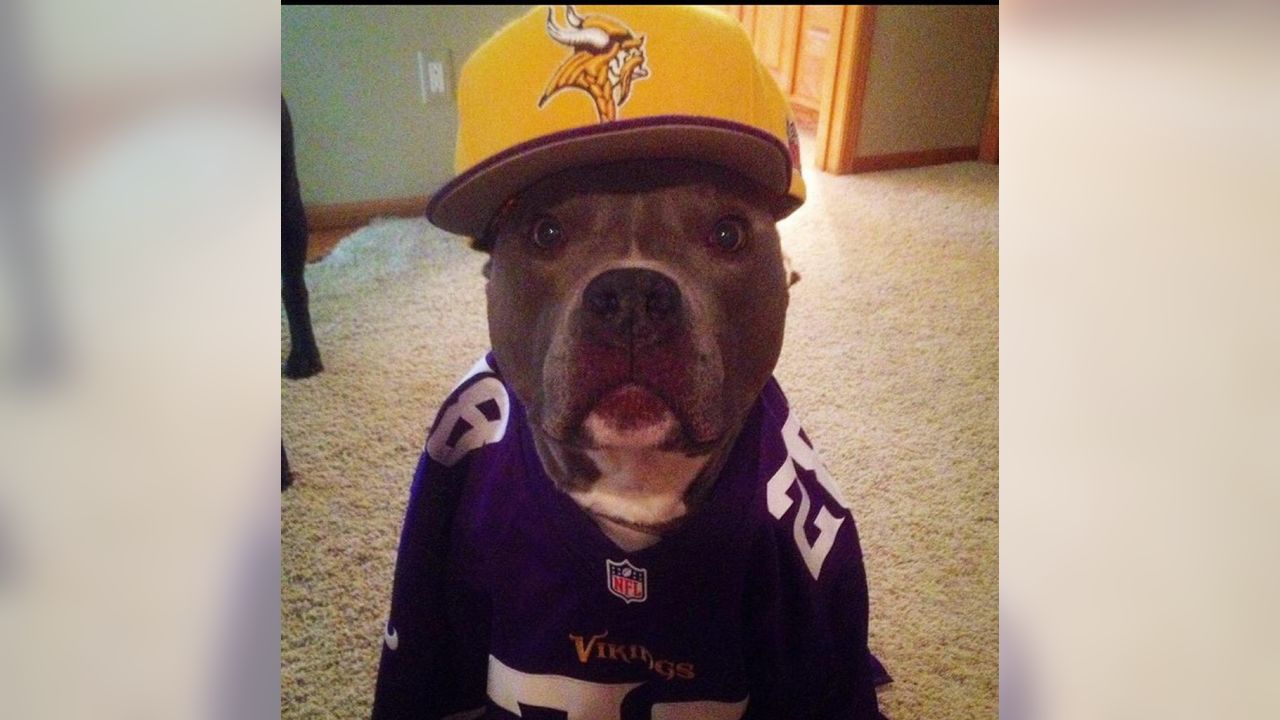 Vikings Fans Show Off #PurplePups on #NationalDogDay