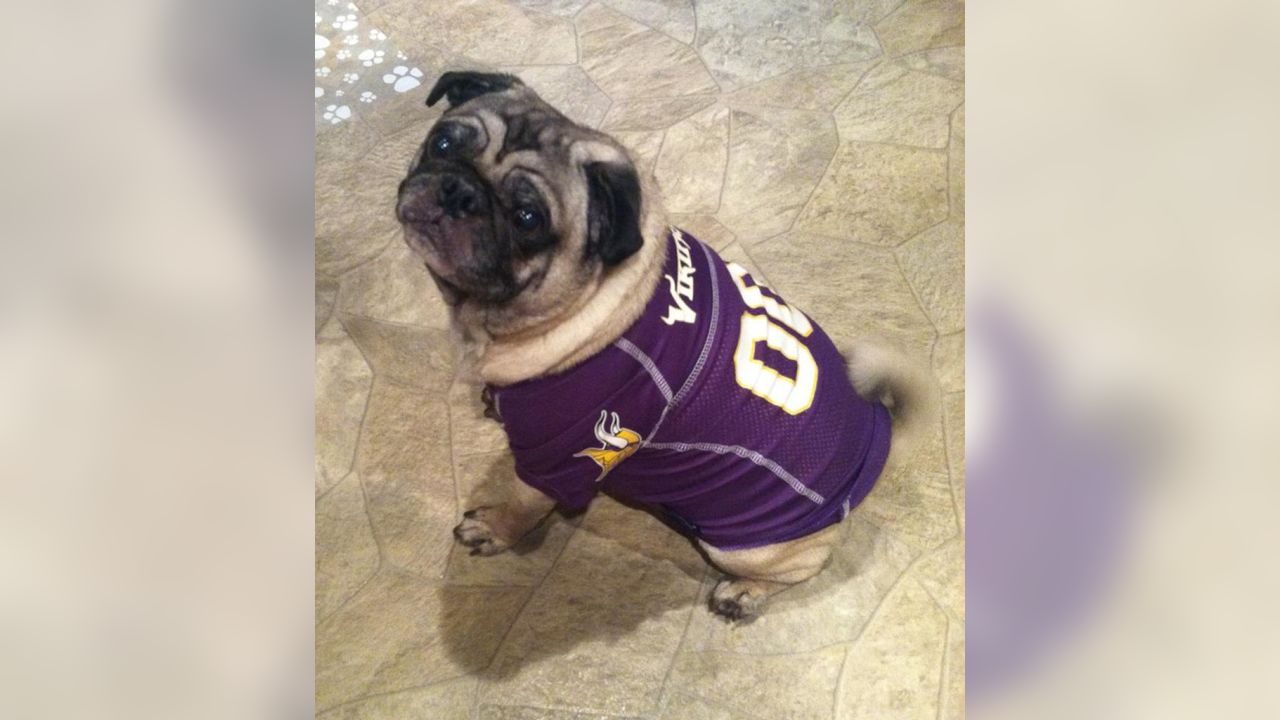 Photos: Vikings Fans Embrace National Dress Up Your Pet Day