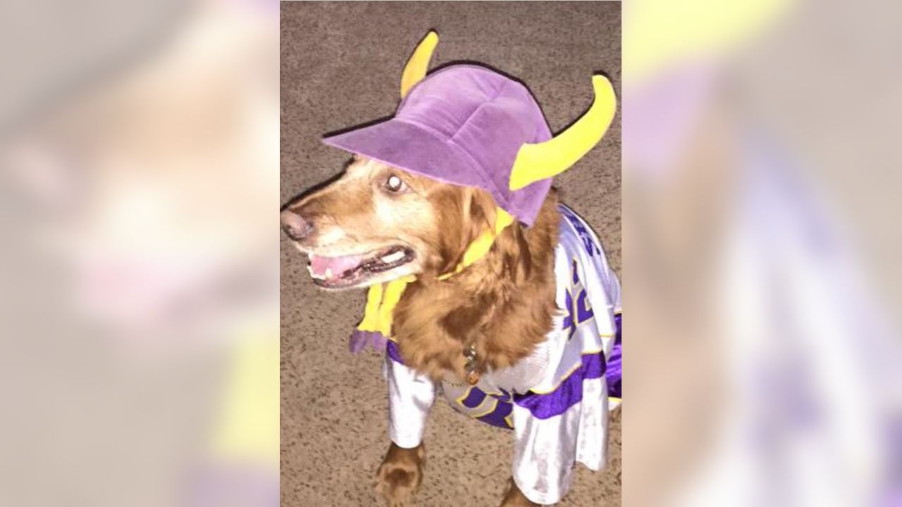 vikings dog apparel