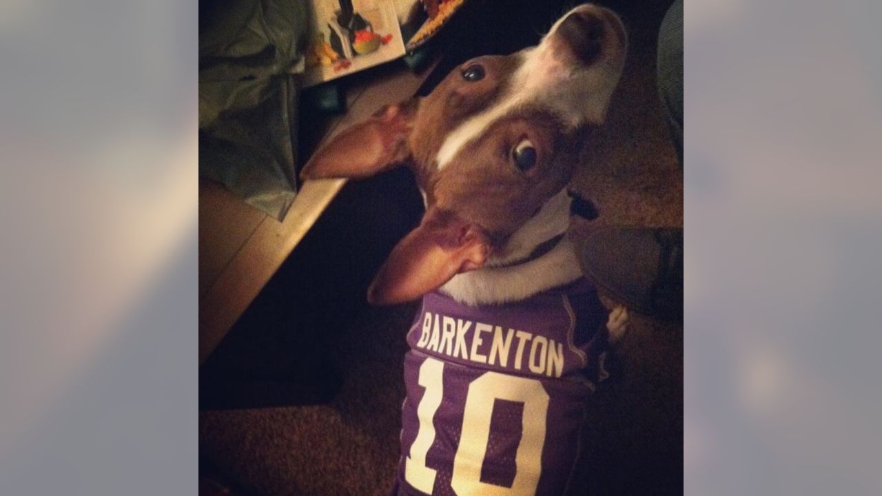 Vikings Fans Show Off #PurplePups on #NationalDogDay