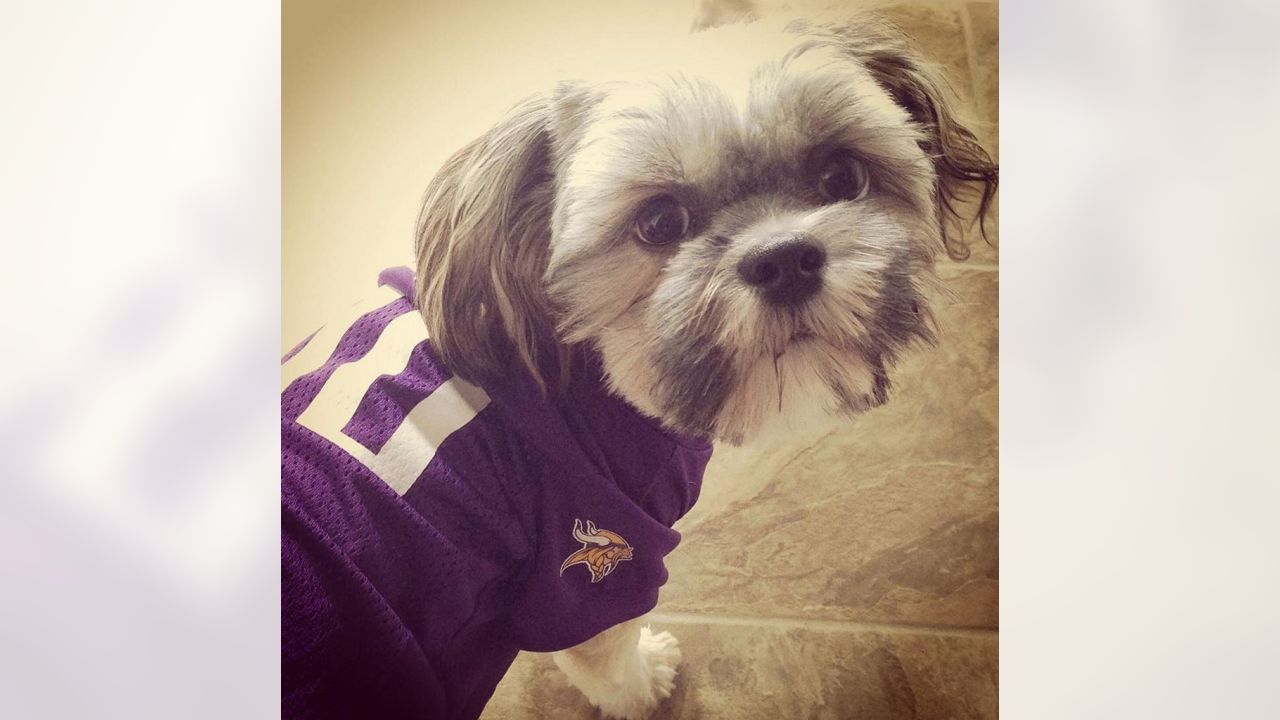 Vikings Fans Show Off #PurplePups on #NationalDogDay