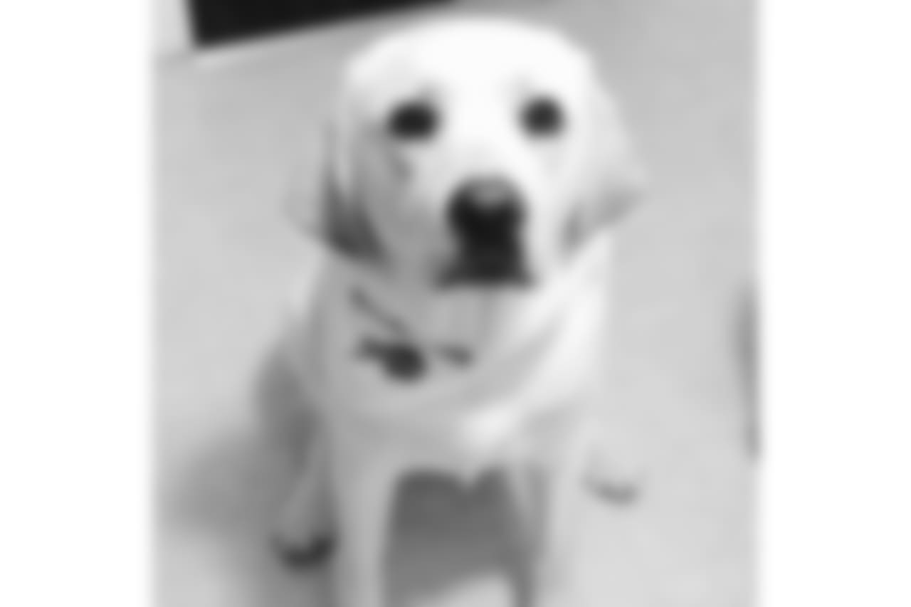 dog8