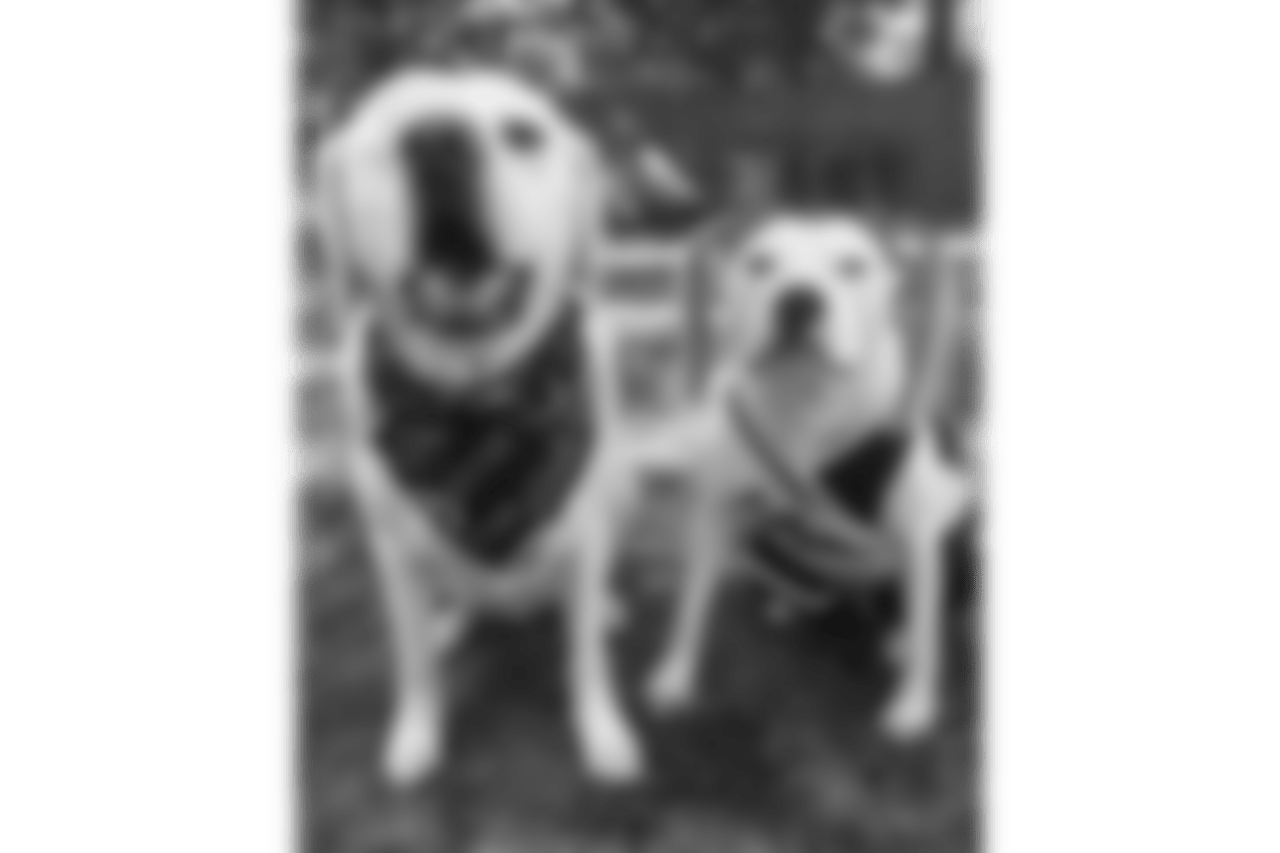 dog3