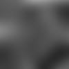20191003_FLAGRAISER_ALLEN