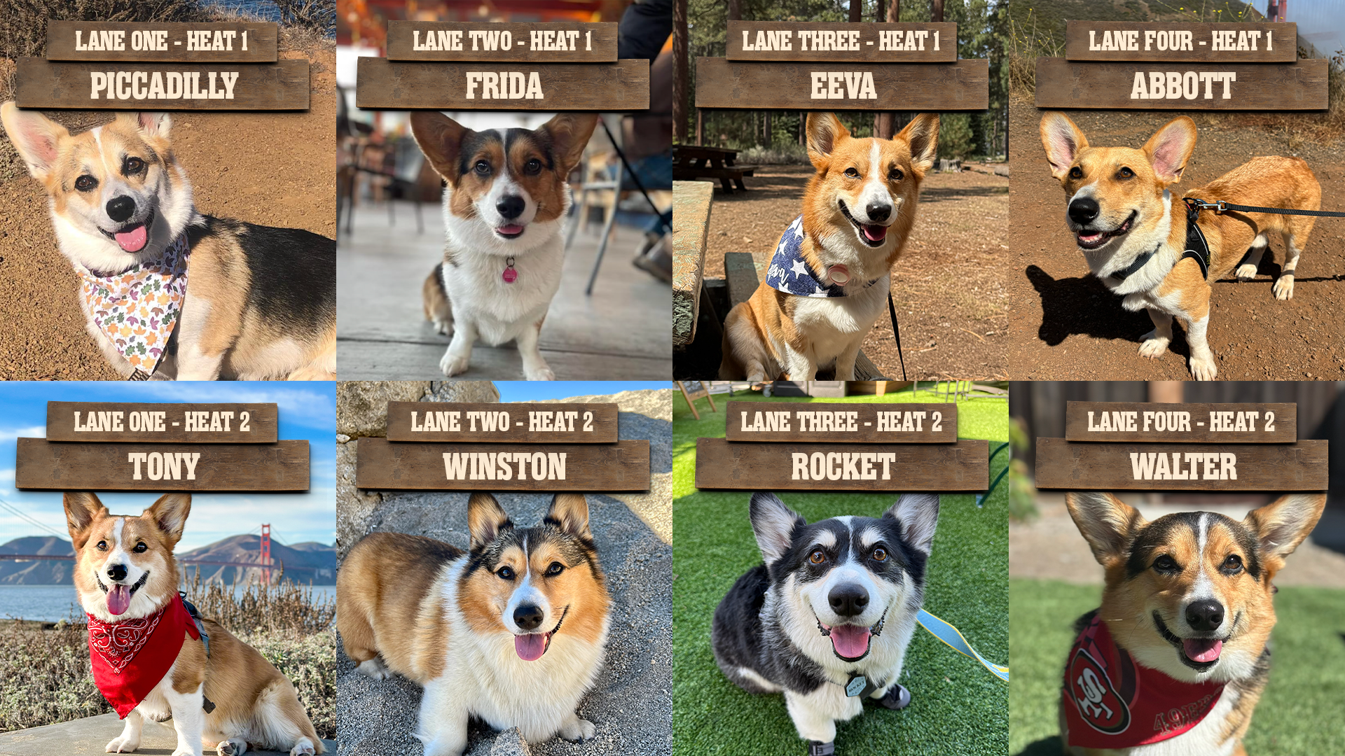 Corgi-Races-Site-Championship-COMPETITORS