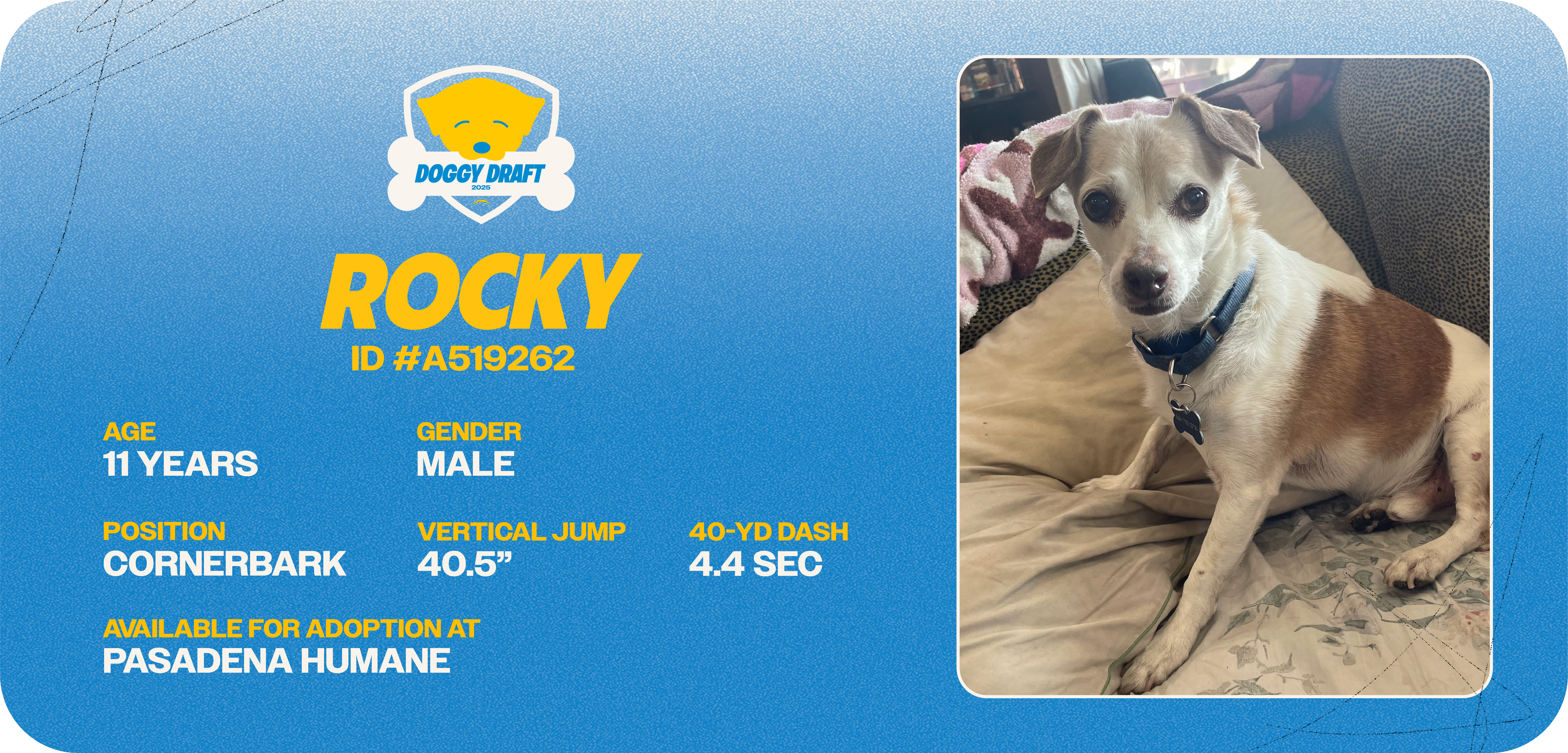 Doggy-Draft_cards_Dog Info Tiles_Rocky-03