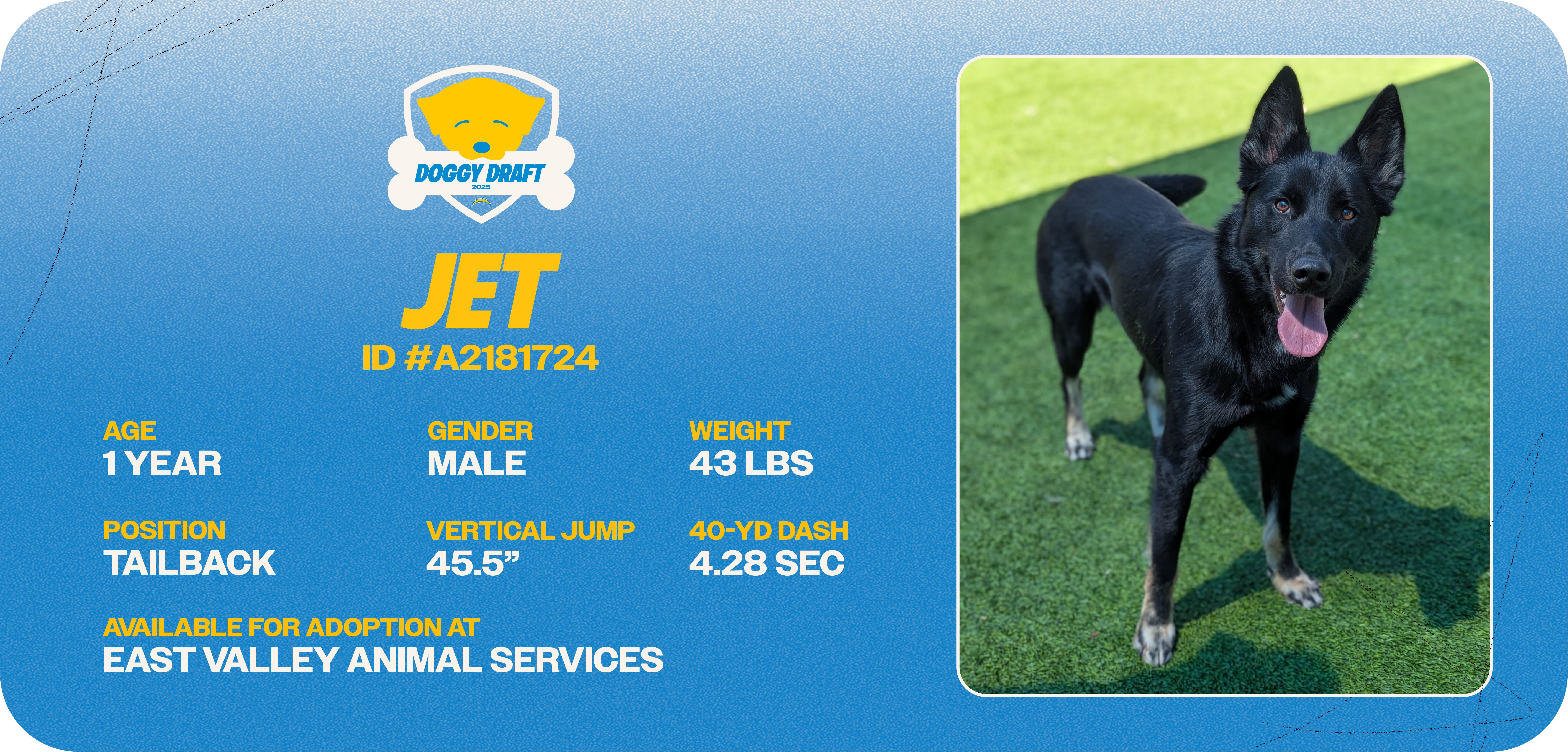 Doggy-Draft_cards_Dog Info Tiles_Jet