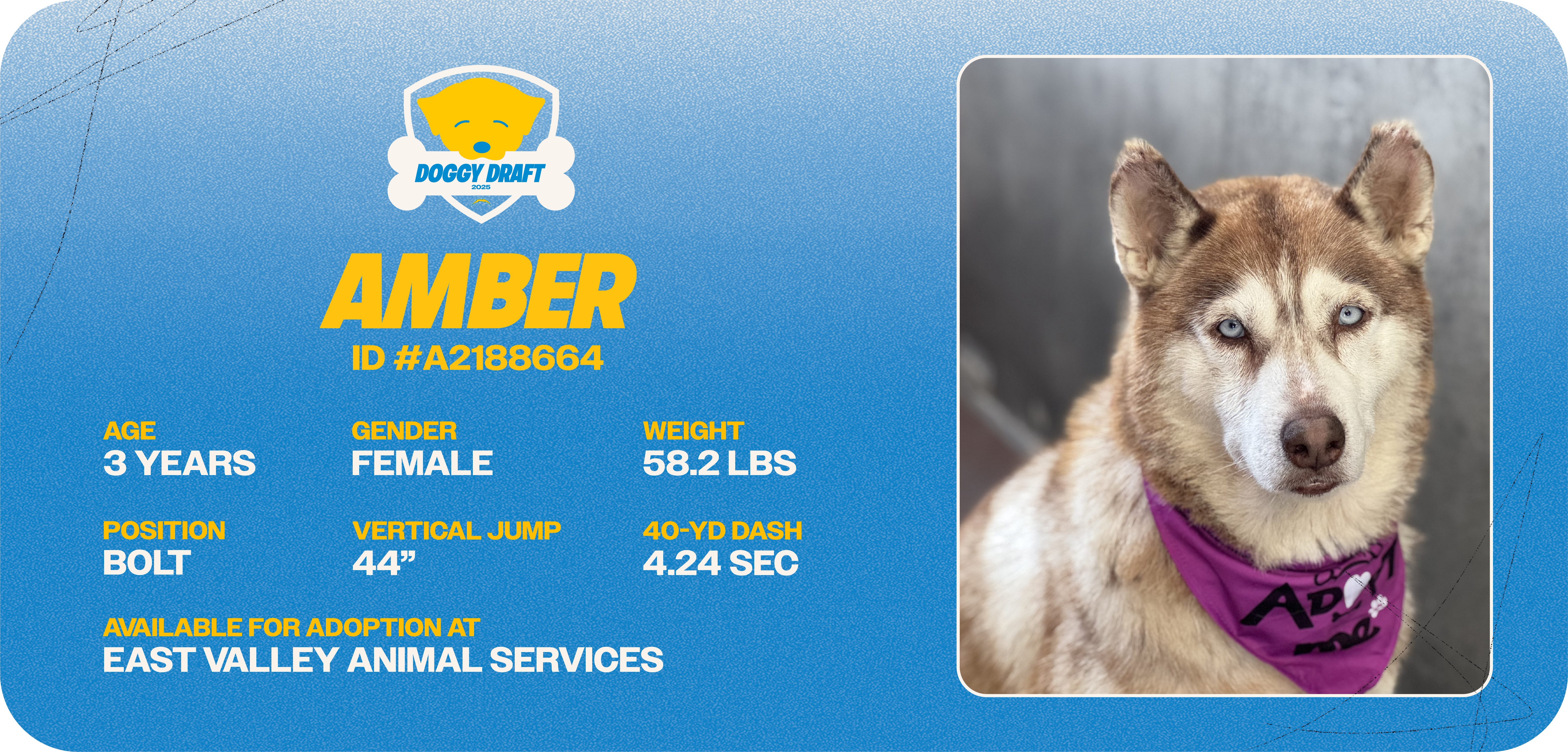 Doggy-Draft_cards_Dog Info Tiles_Amber