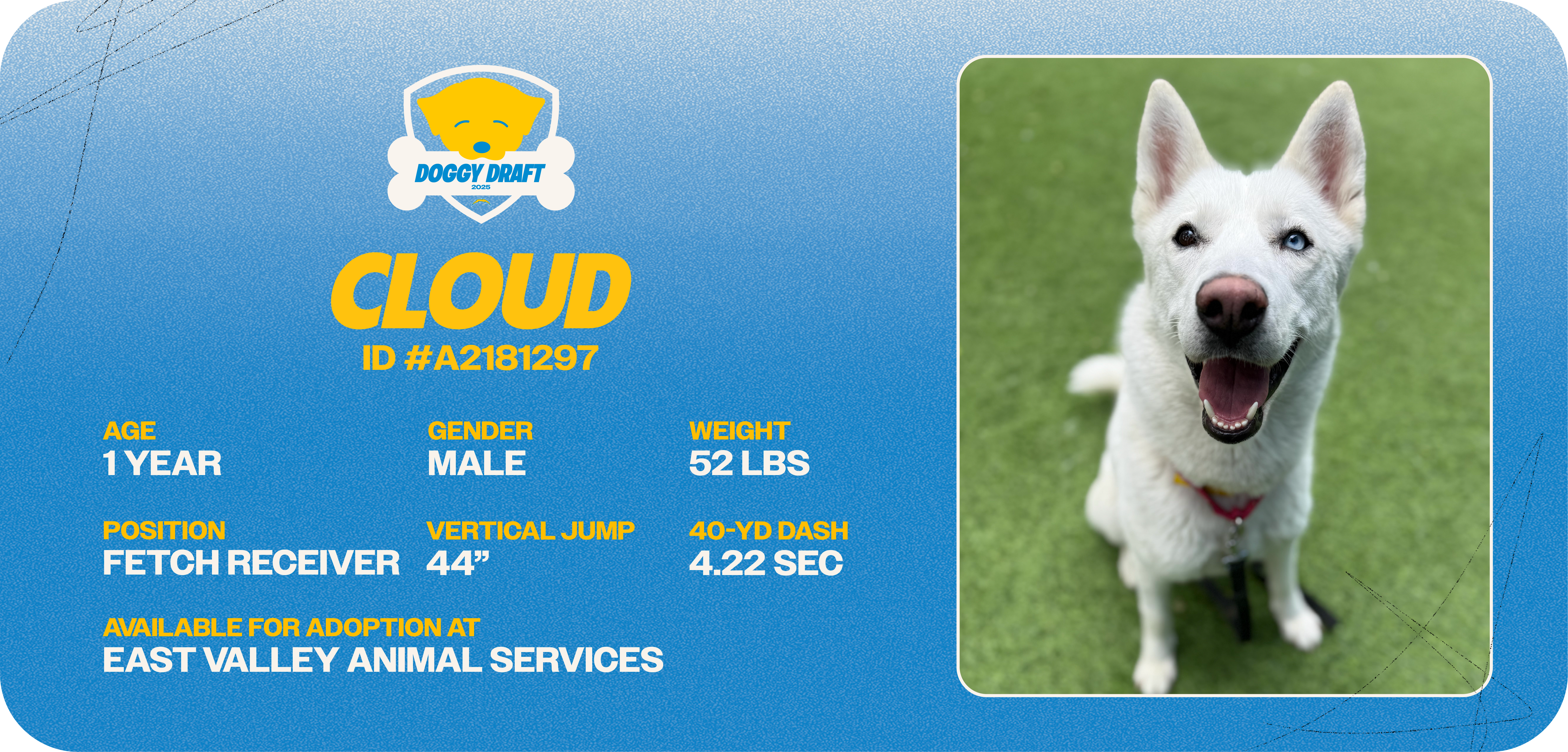 Doggy-Draft_cards_Dog Info Tiles_Cloud