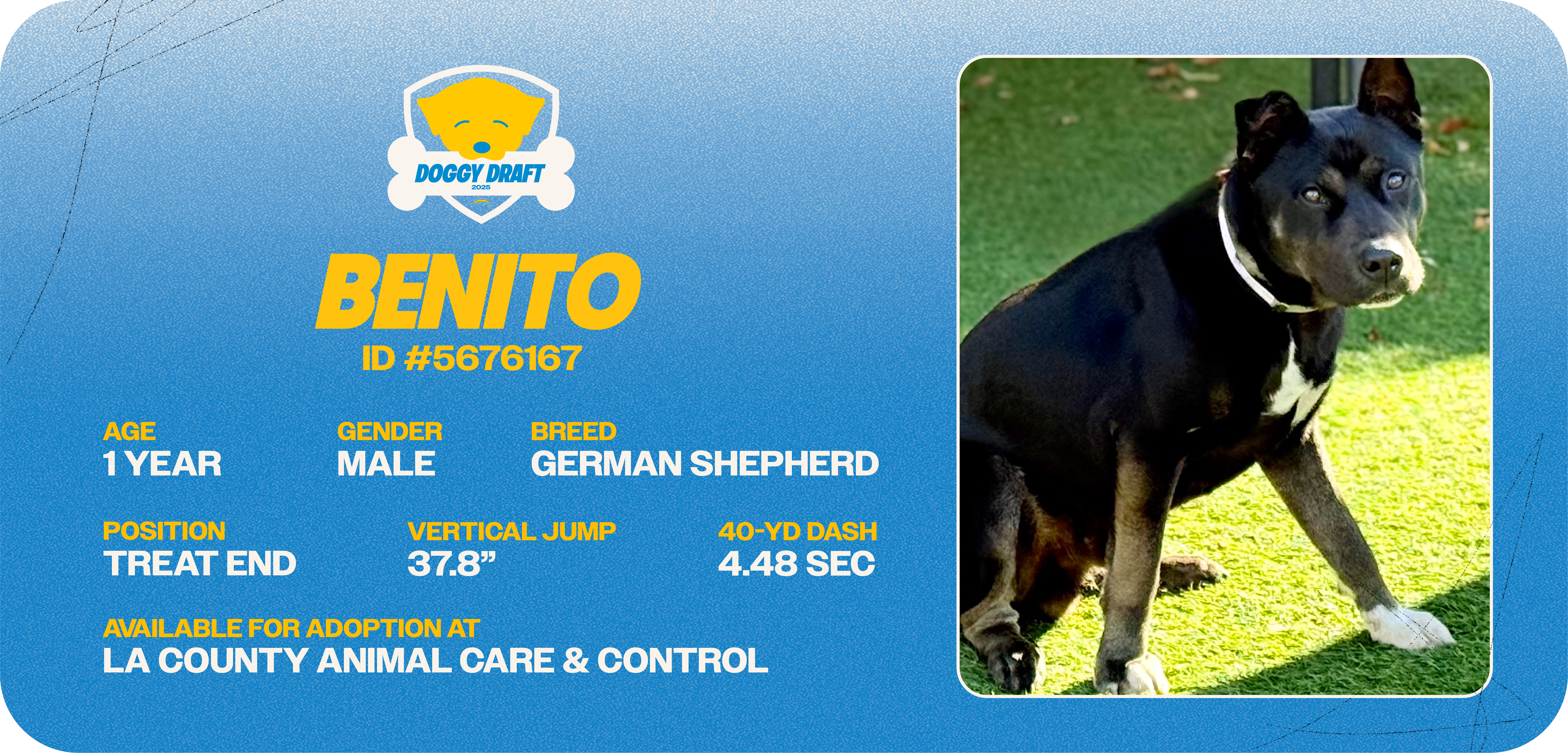 Doggy-Draft_cards_Dog Info Tiles_Benito