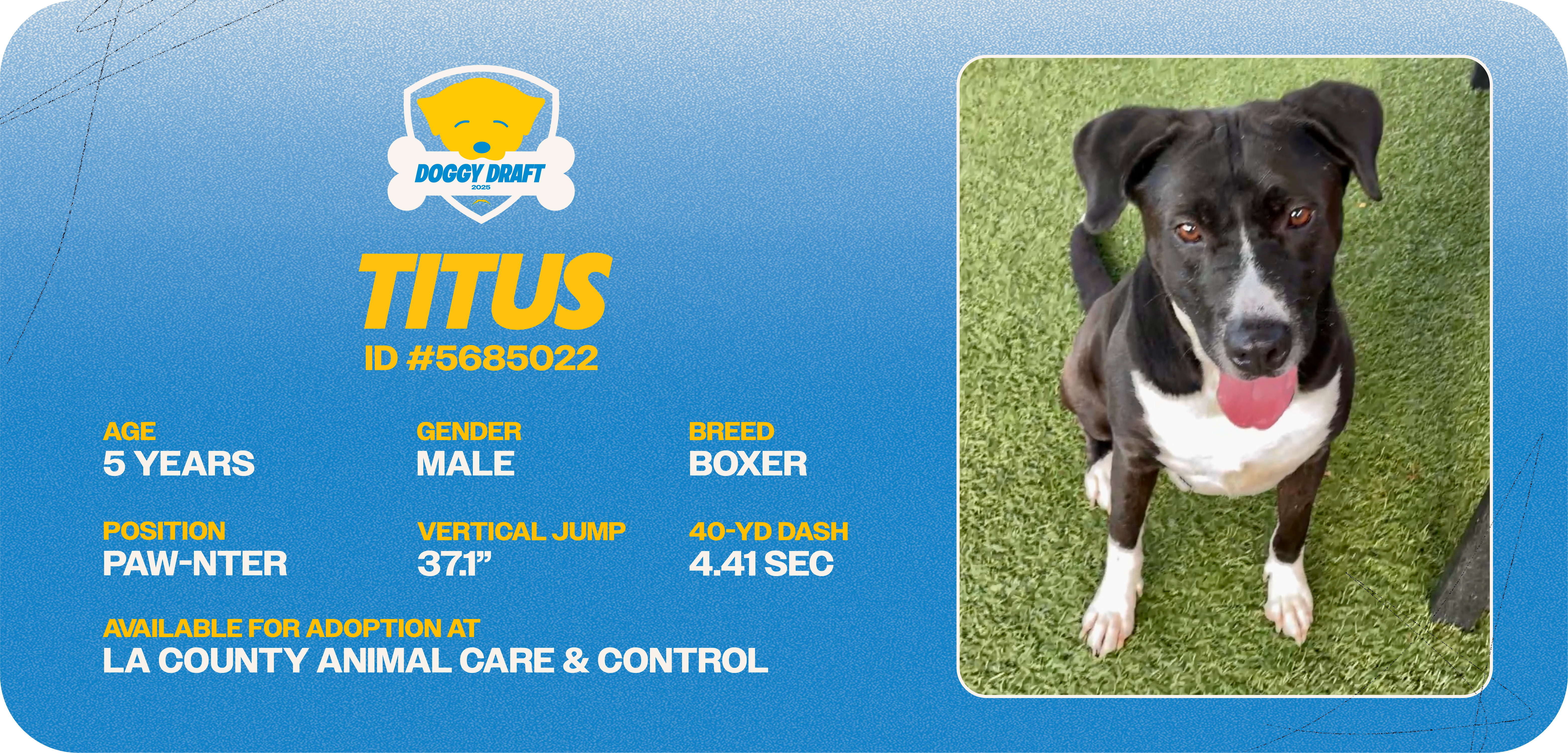 Doggy-Draft_cards_Dog Info Tiles_Titus