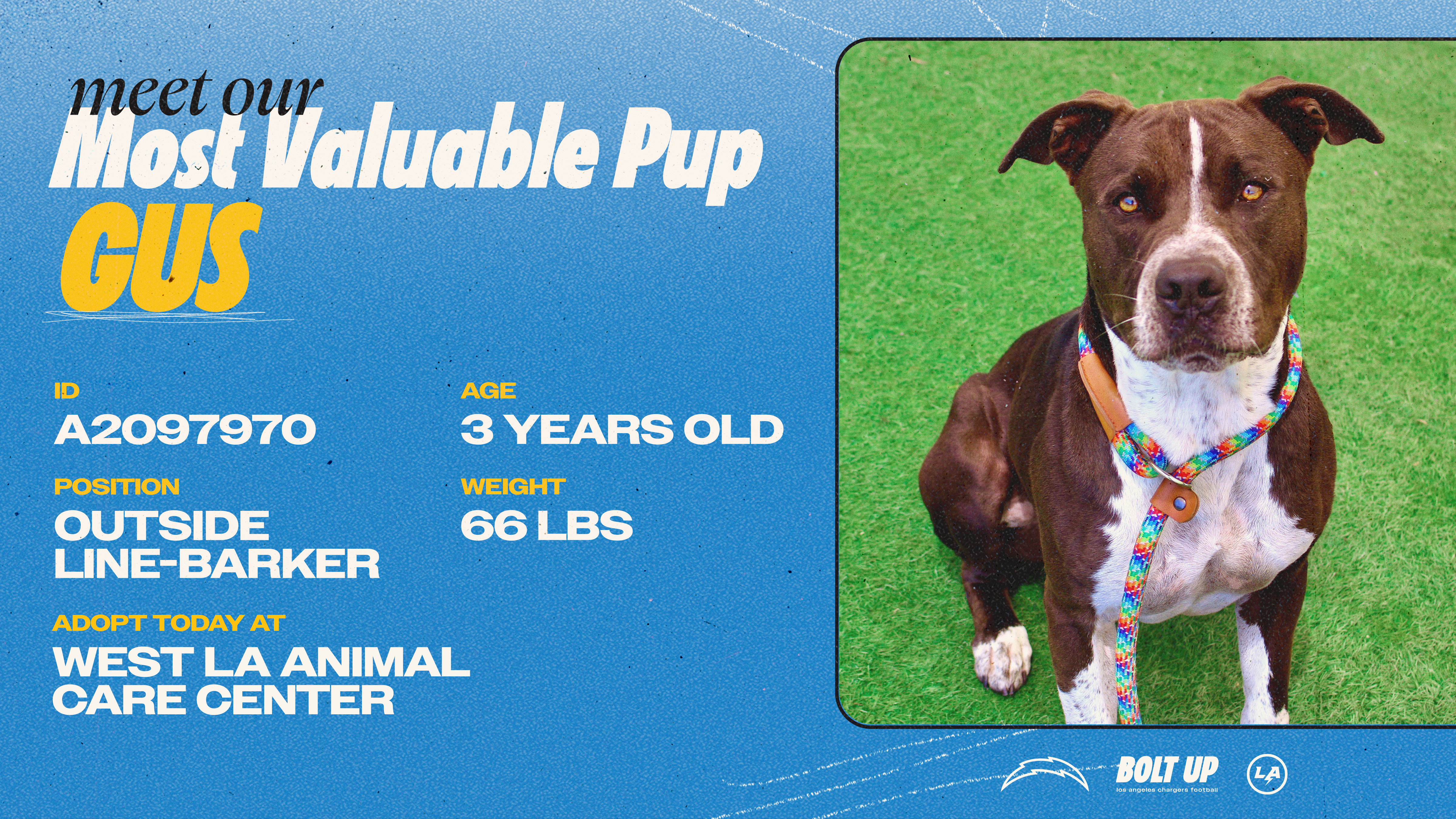 Content_Social_Community_MVPup_Gus_16x9