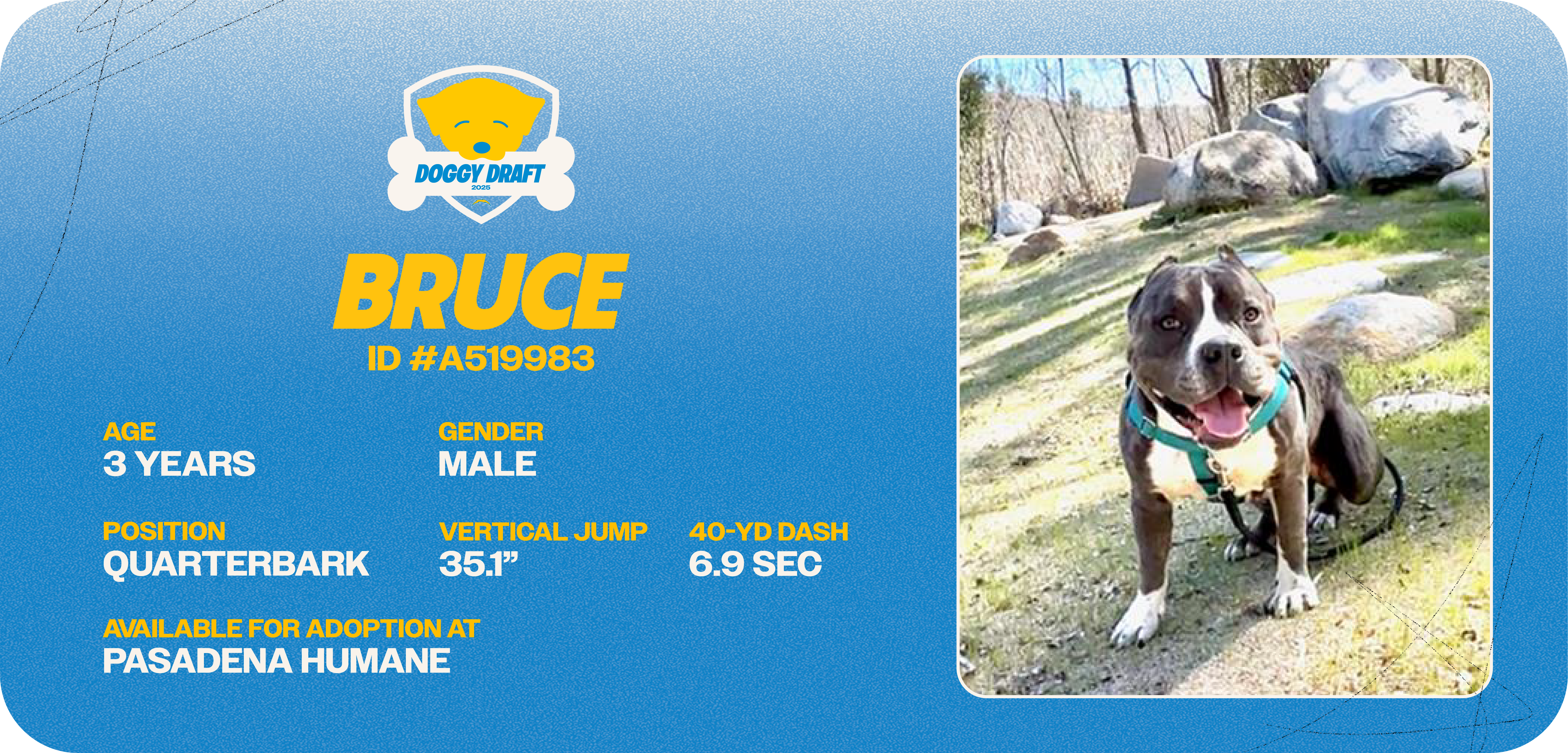 Doggy-Draft_cards_Dog Info Tiles_Bruce