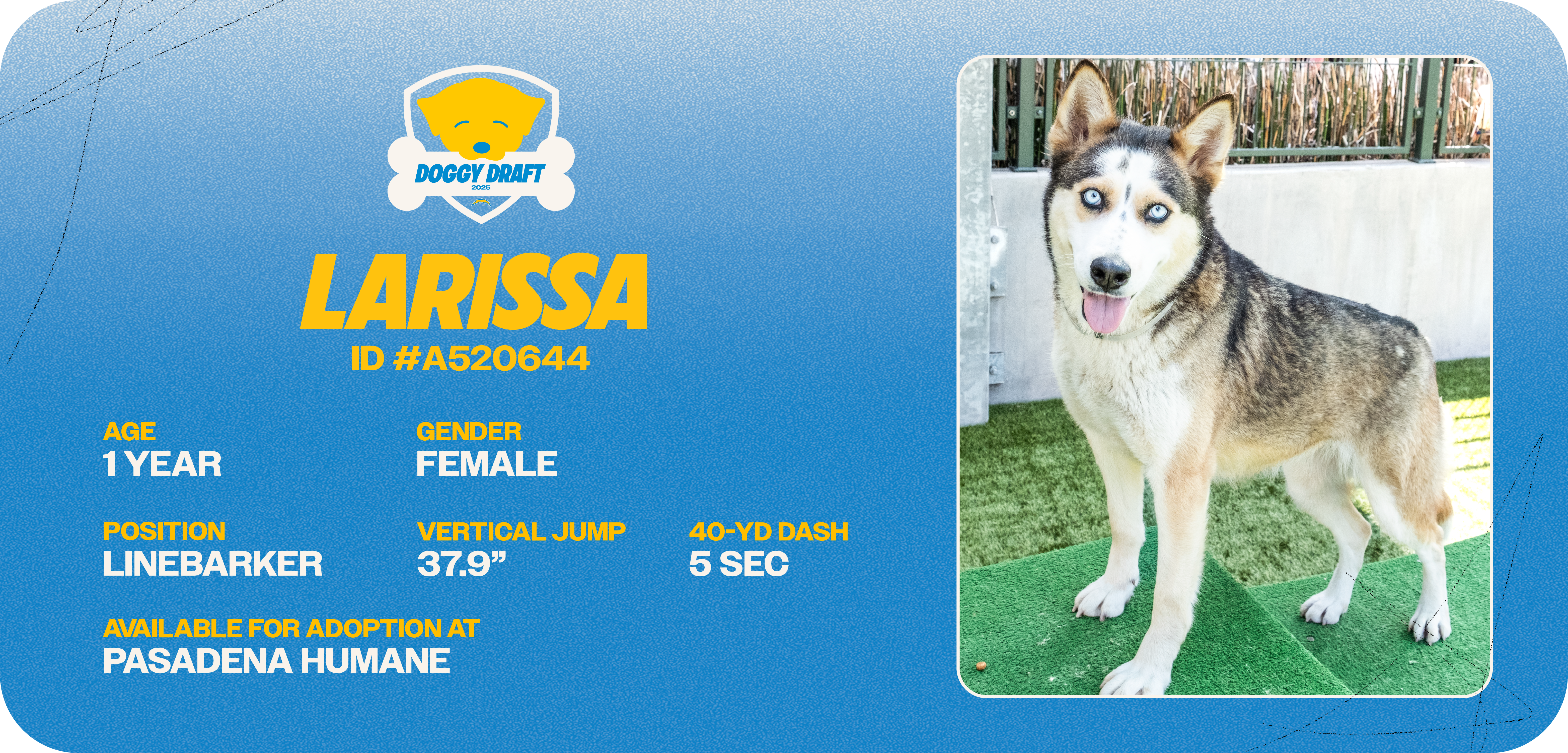 Doggy-Draft_cards_Dog Info Tiles_Larissa (1)
