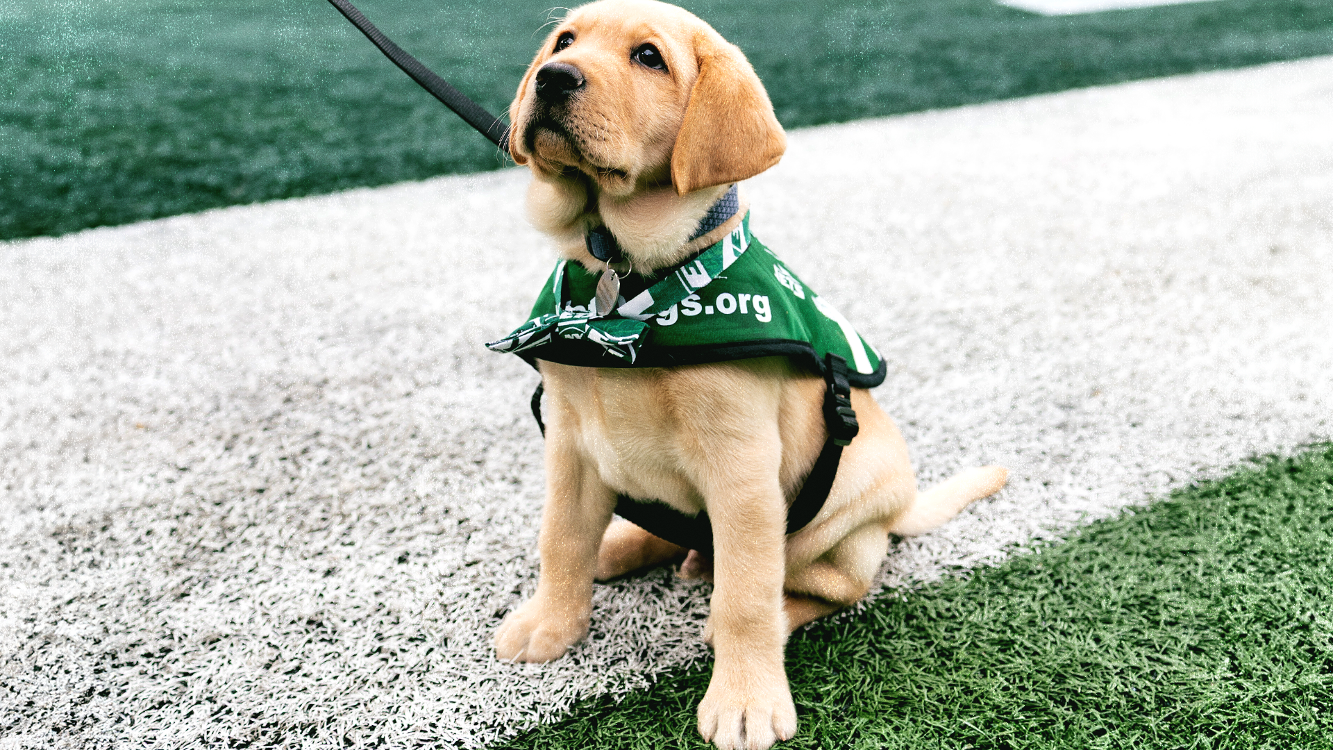 Meet Jet!