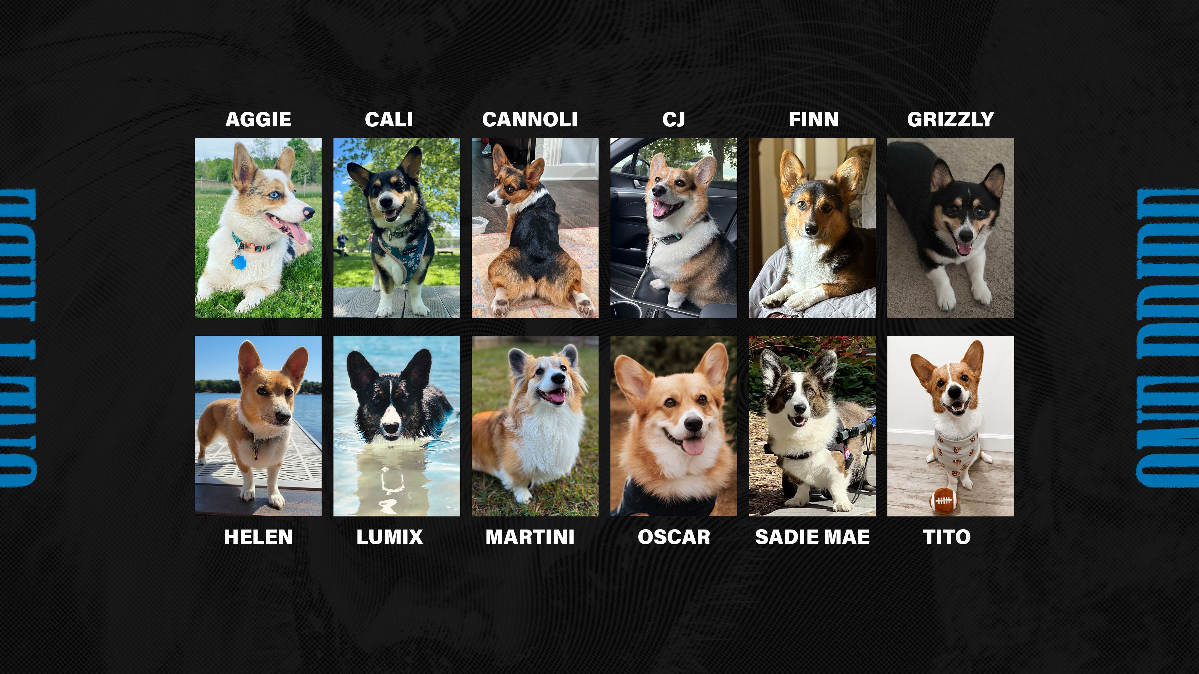 corgi-list