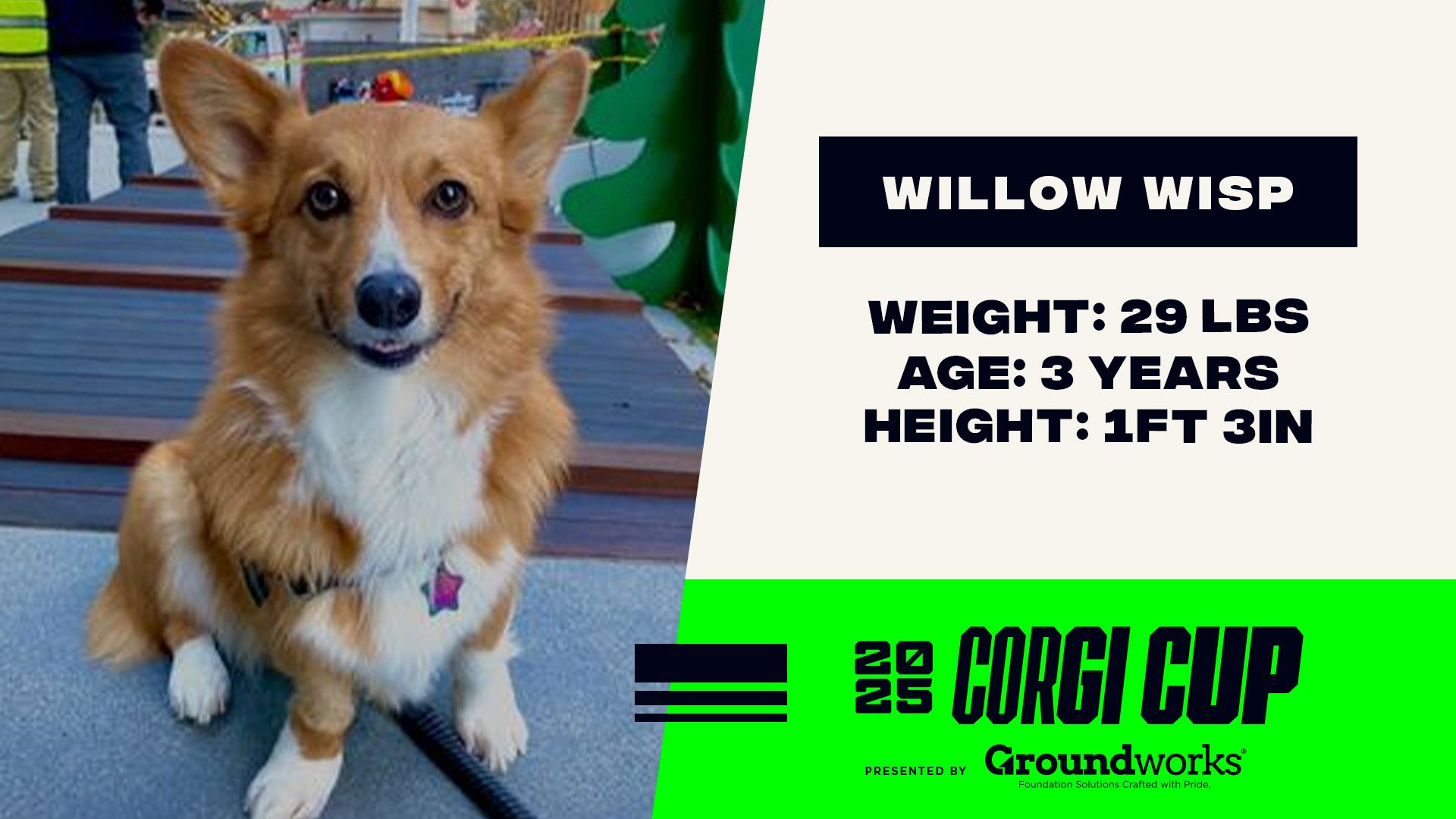 Willow Wisp - Height: 1'3'', Weight: 29 LBS, Age: 3