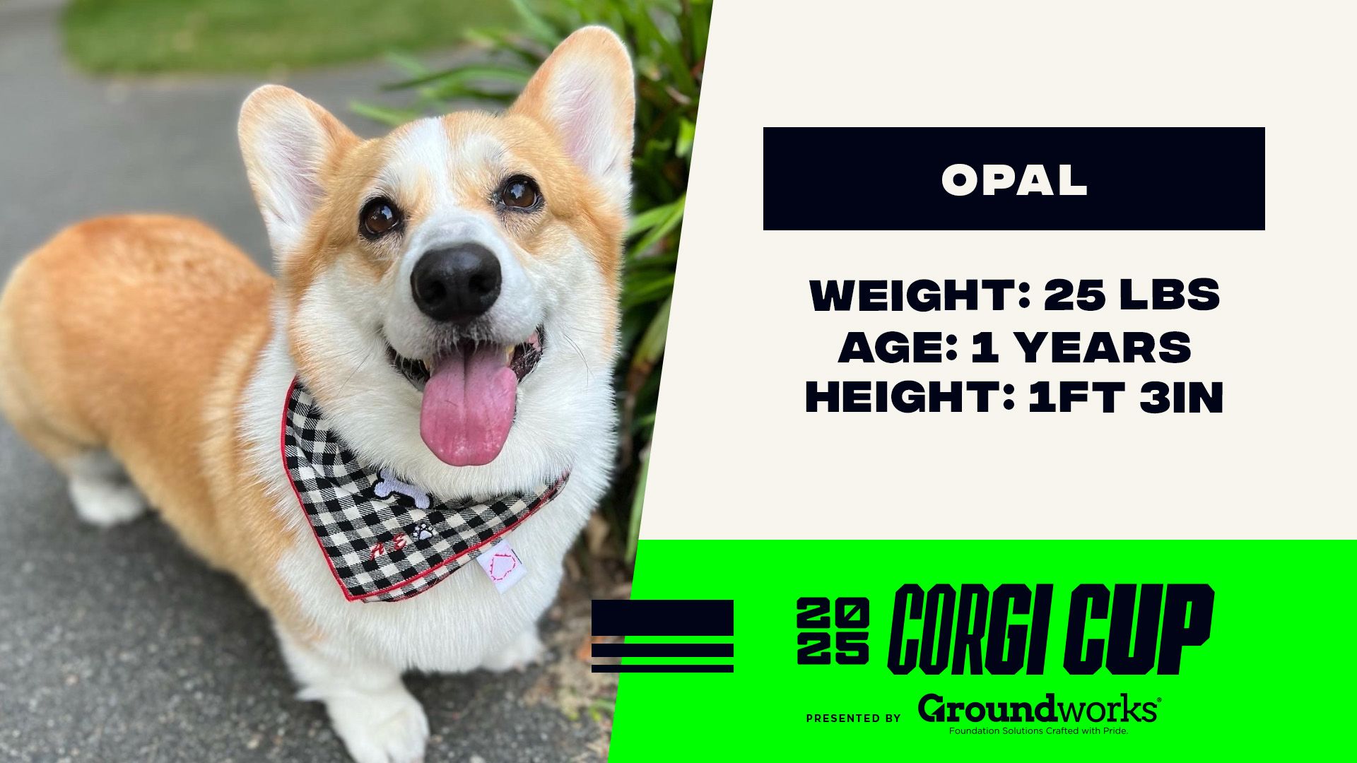 Opal - Height: 1'3'', Weight: 25 LBS, Age: 1