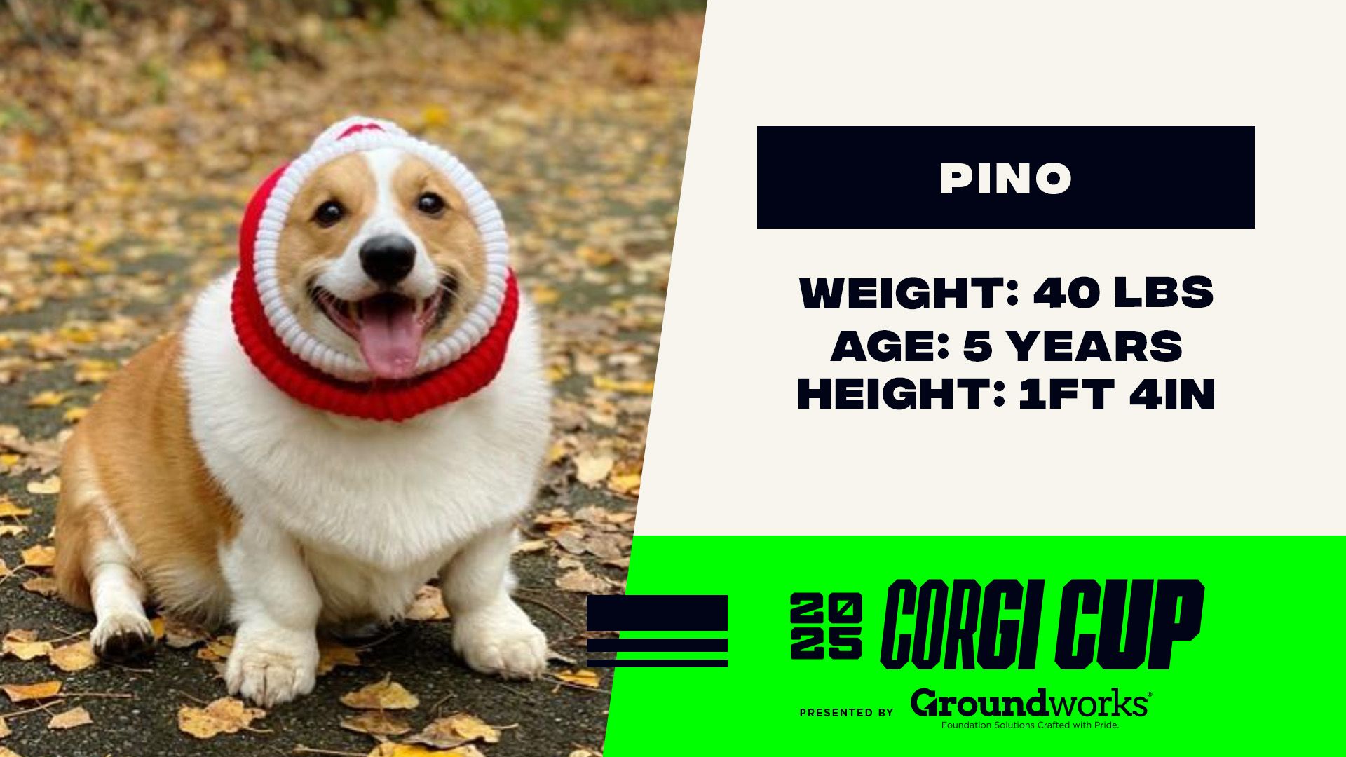 Pino - Height: 1'4'', Weight: 40 LBS, Age: 5