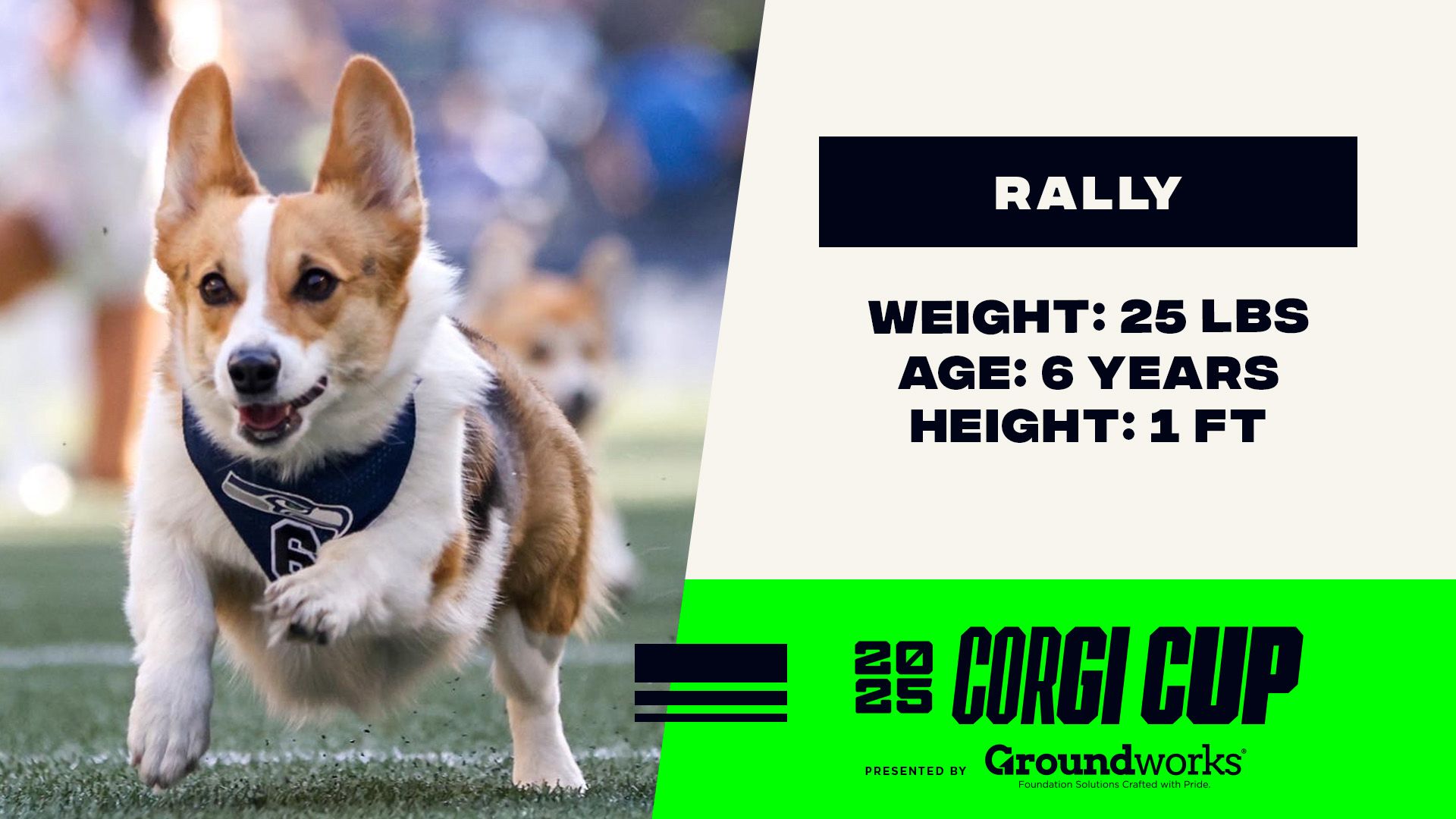 Rally - Height: 1', Weight: 25 LBS, Age: 6