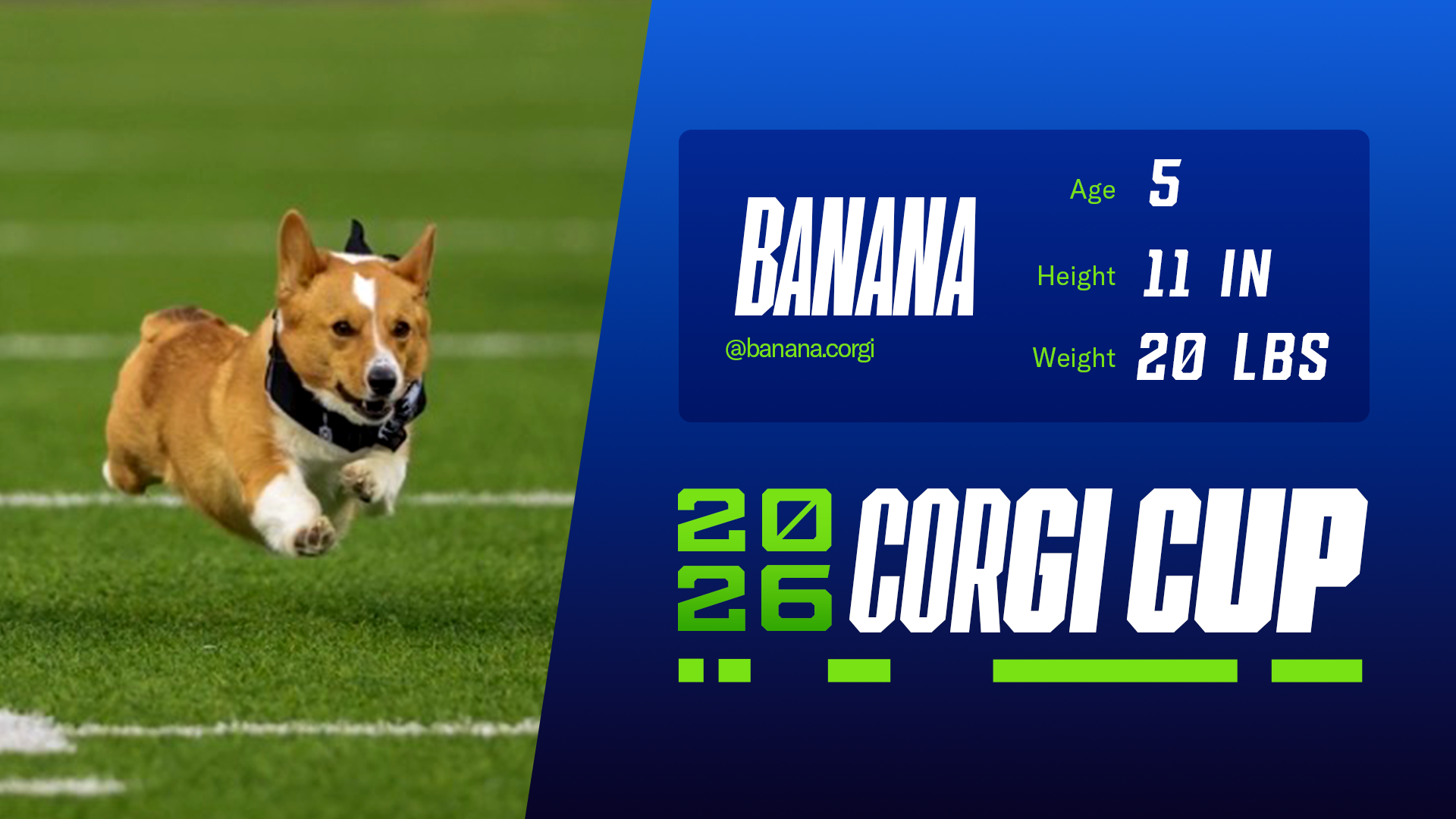 Banana - Height: 11'', Weight: 20lbs, Age: 5