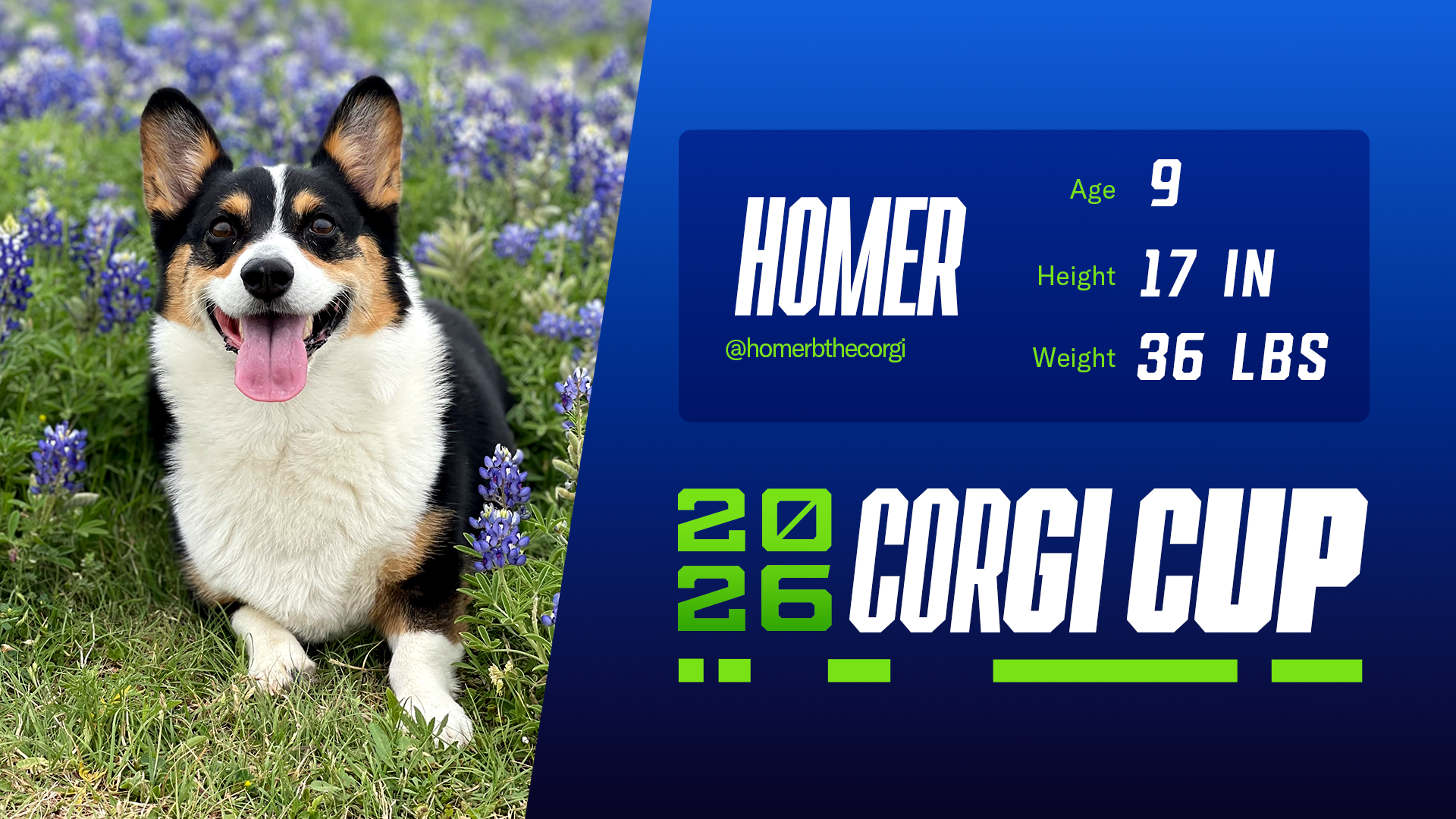 Homer - Age: 5, Height: 17", Weight: 36lbs