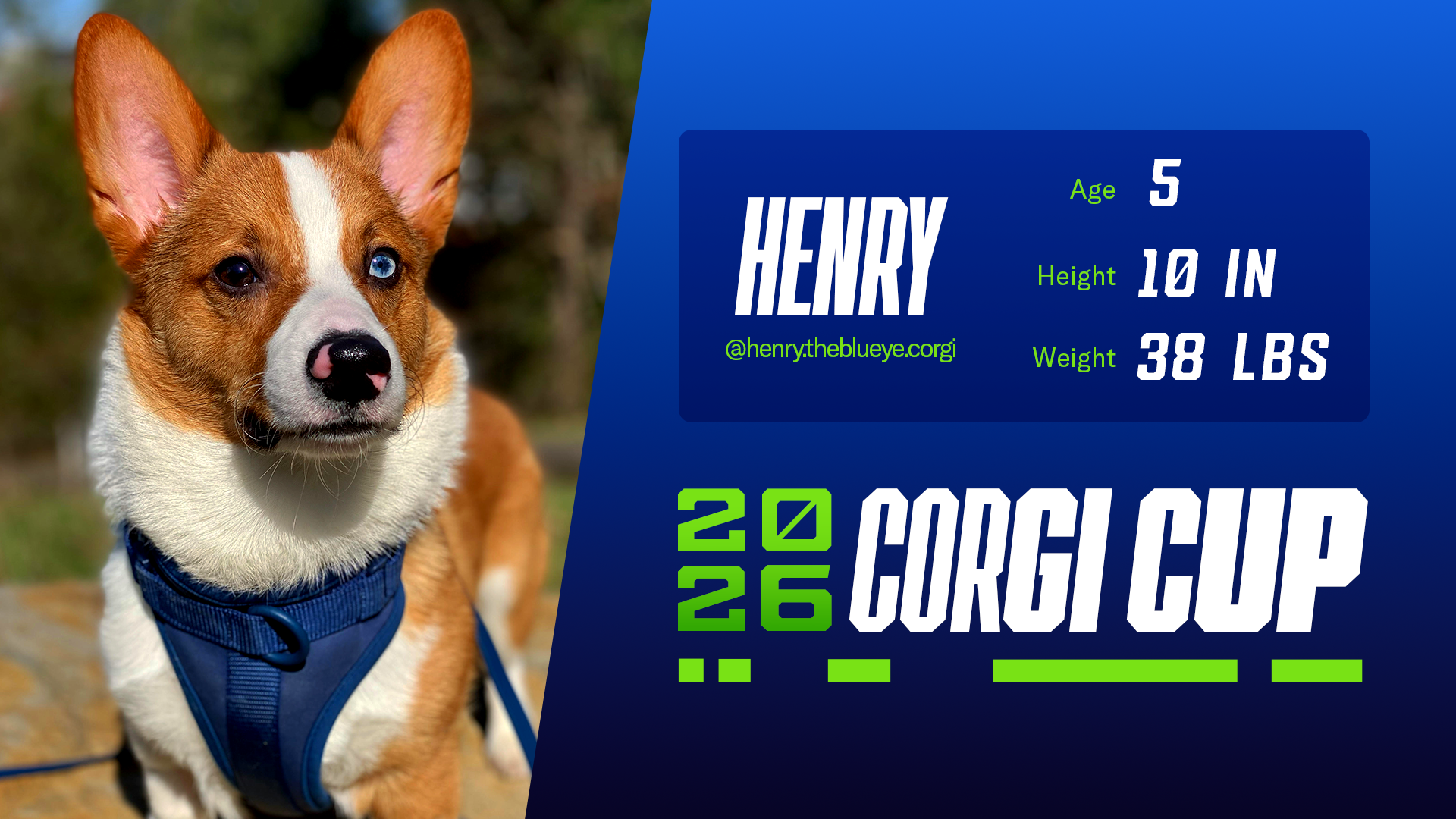 Henry - Height: 10'', Weight: 38lbs, Age: 5