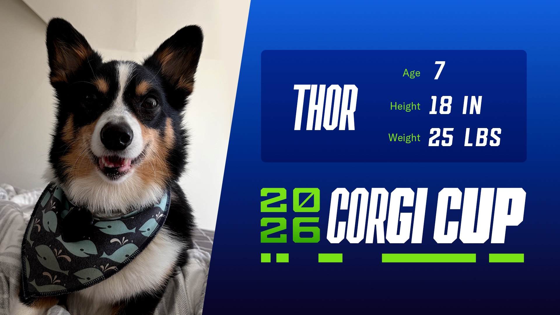 Thor - Age: 7, Height: 18", Weight: 25 lbs