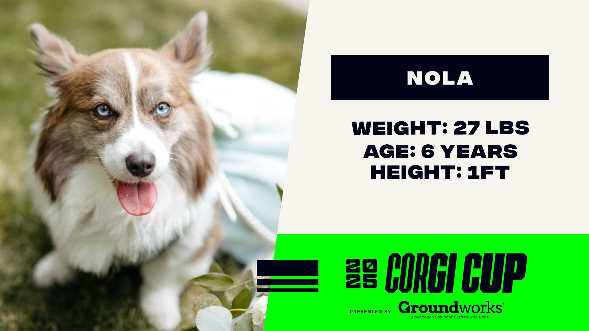 Nola - Height: 1', Weight: 27 LBS, Age: 6