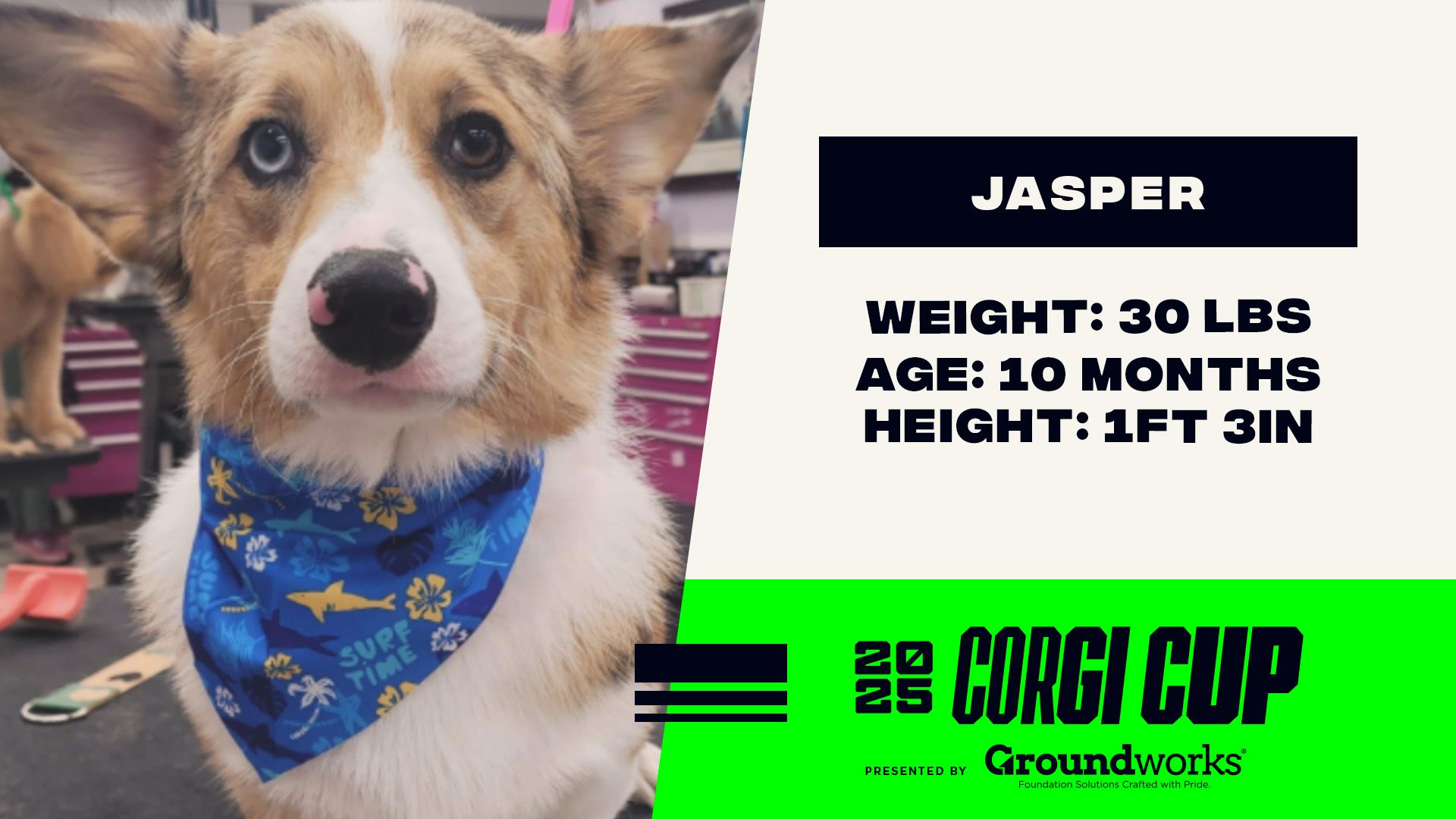 Jasper - Height: 1'3'', Weight: 30 LBS, Age: 10 months