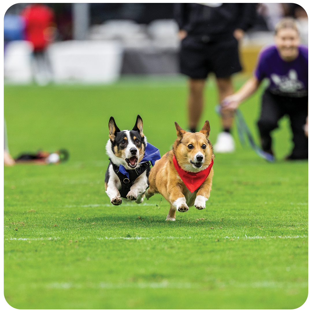 Corgi Races halftime show