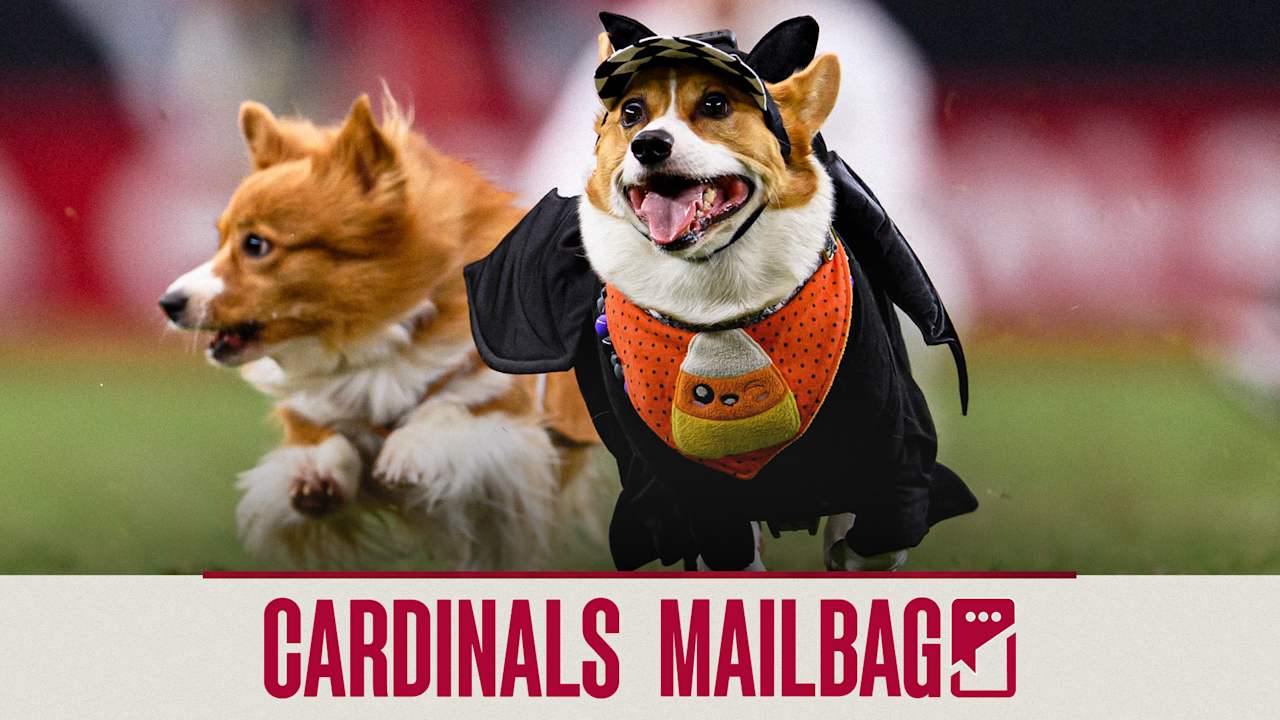 China's First Police Corgi Has 400,000 Followers and a Nose for Trouble -  The New York Times, image size:1280x720