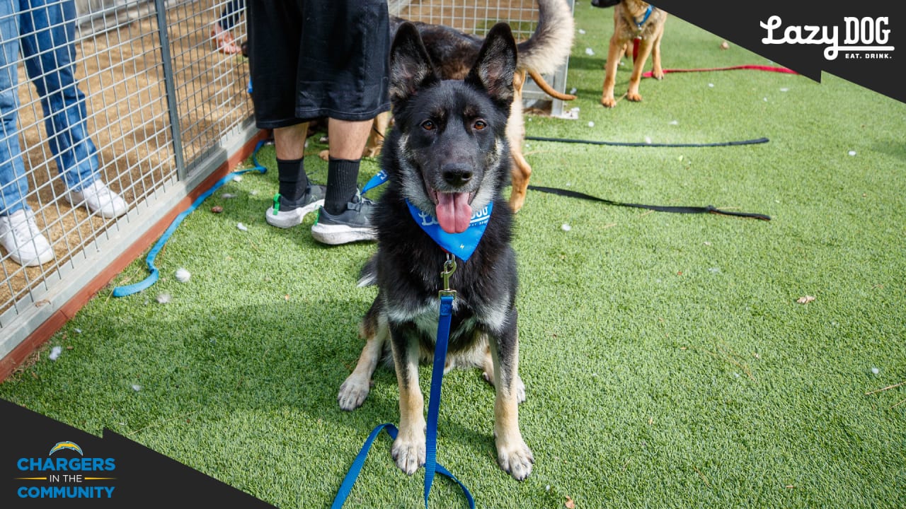 Chargers Partner with LA Animal Services to Host Playgroup Pet Adoption