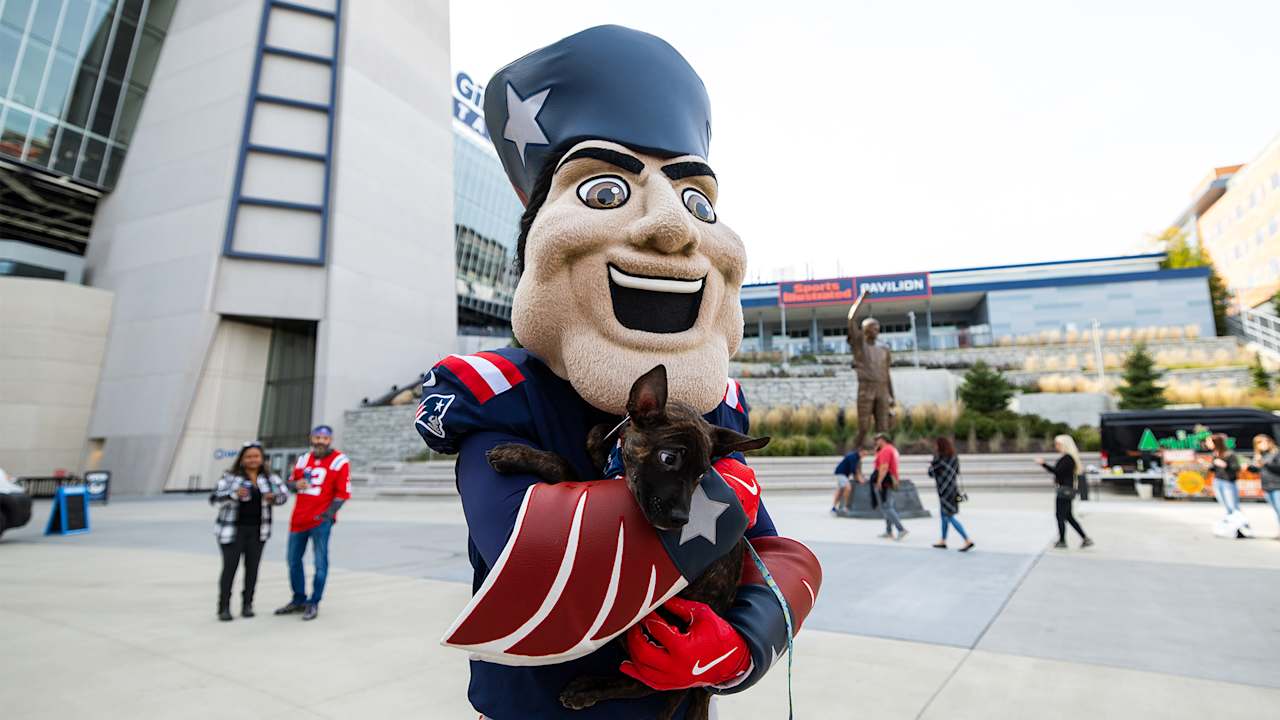 Dozens of dogs find forever home during Patriots 'Tailgate' watch party at Gillette Stadium