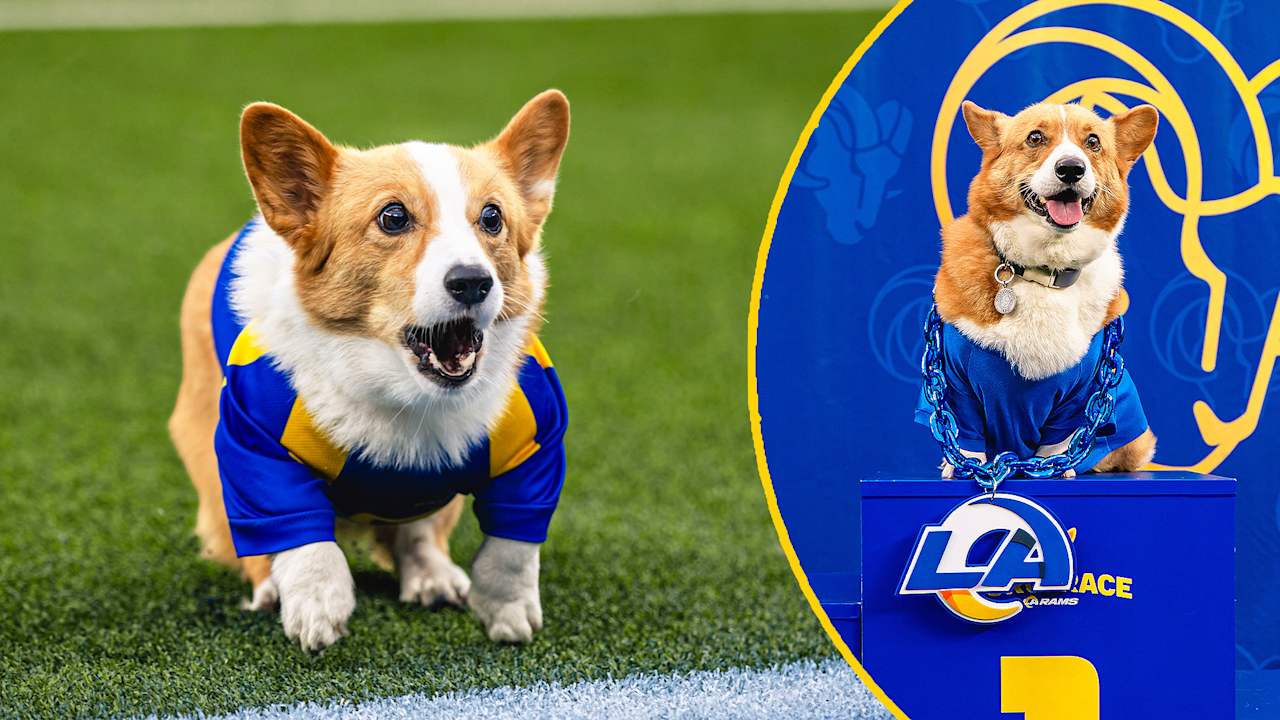 INSANELY cute corgis race like their treats depend on it - Los Angeles ...