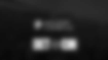 Lions - Stripe The Jungle