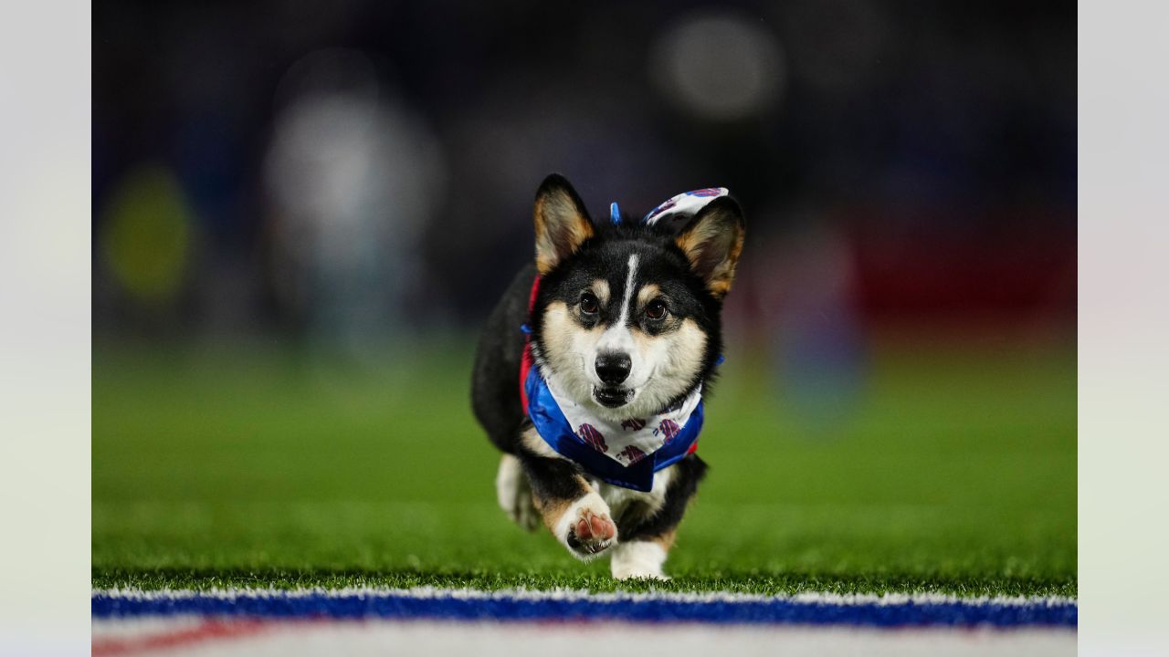 Meet some of the corgis that will be racing during halftime of the Bills  game