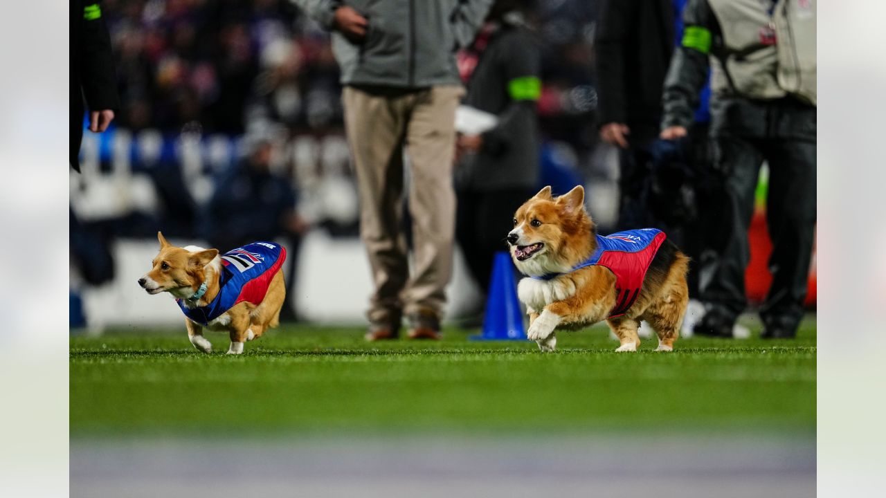 Meet some of the corgis that will be racing during halftime of the Bills  game