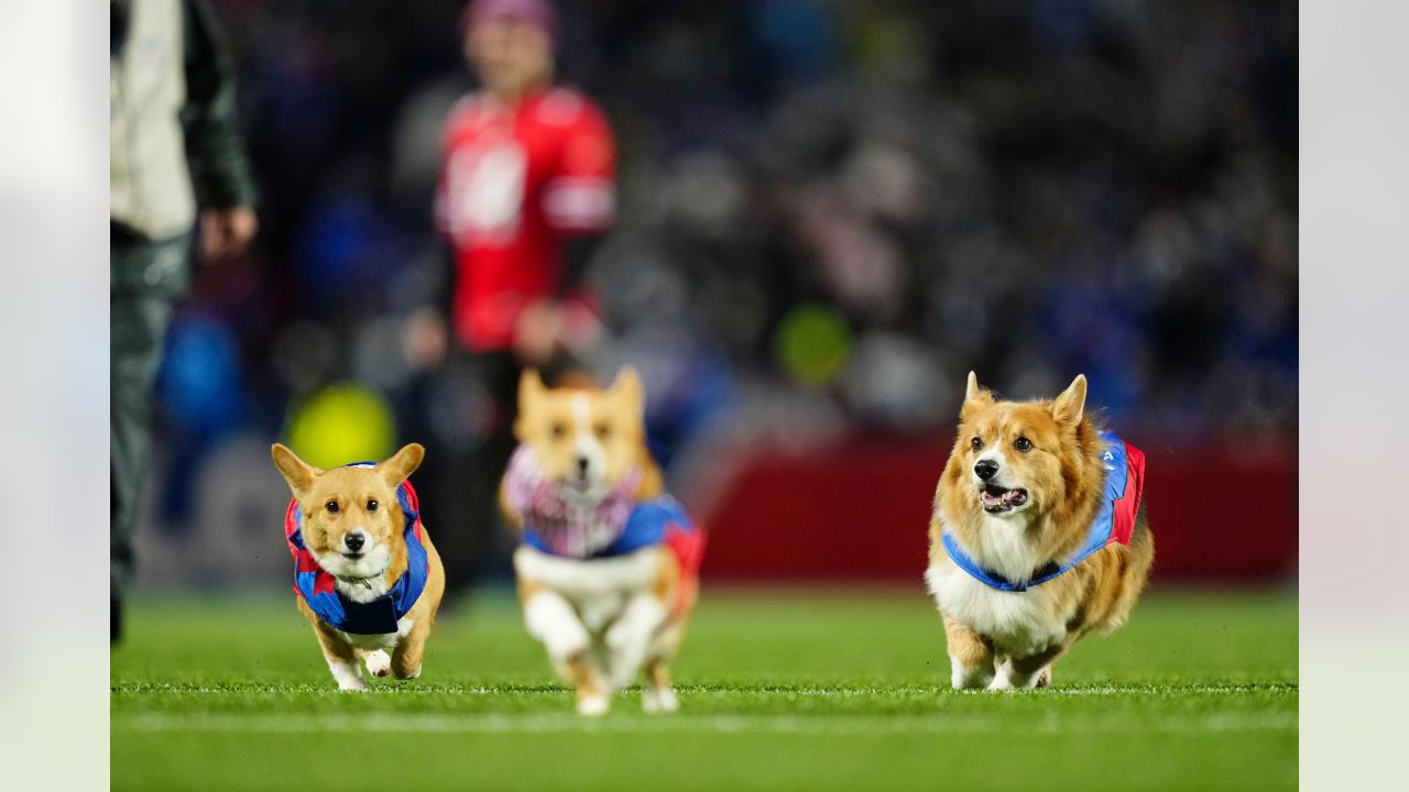 Meet some of the corgis that will be racing during halftime of the Bills  game