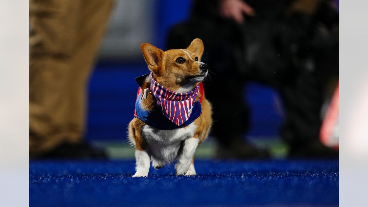 Meet some of the corgis that will be racing during halftime of the Bills  game